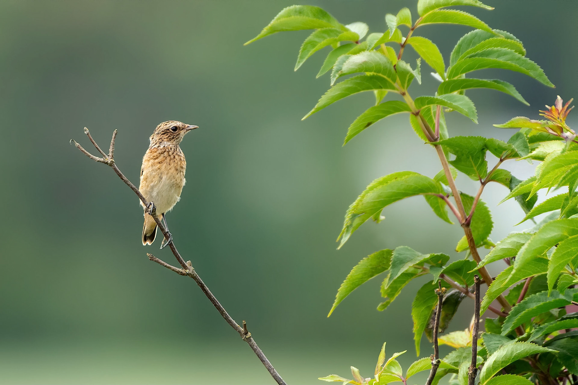 Whinchat (Masku, Finland)