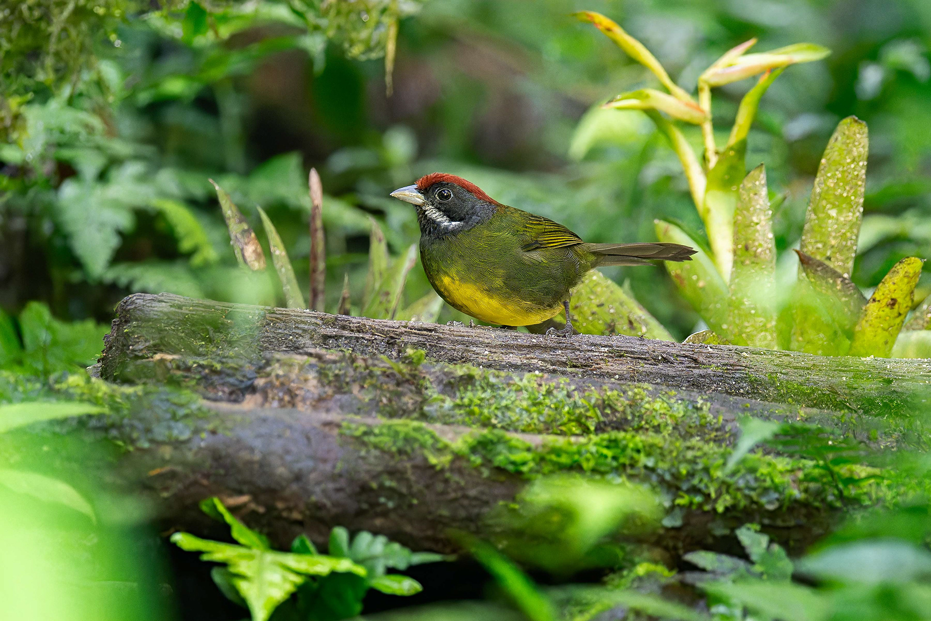 Sooty-faced Finch (Cachi, Costa Rica)