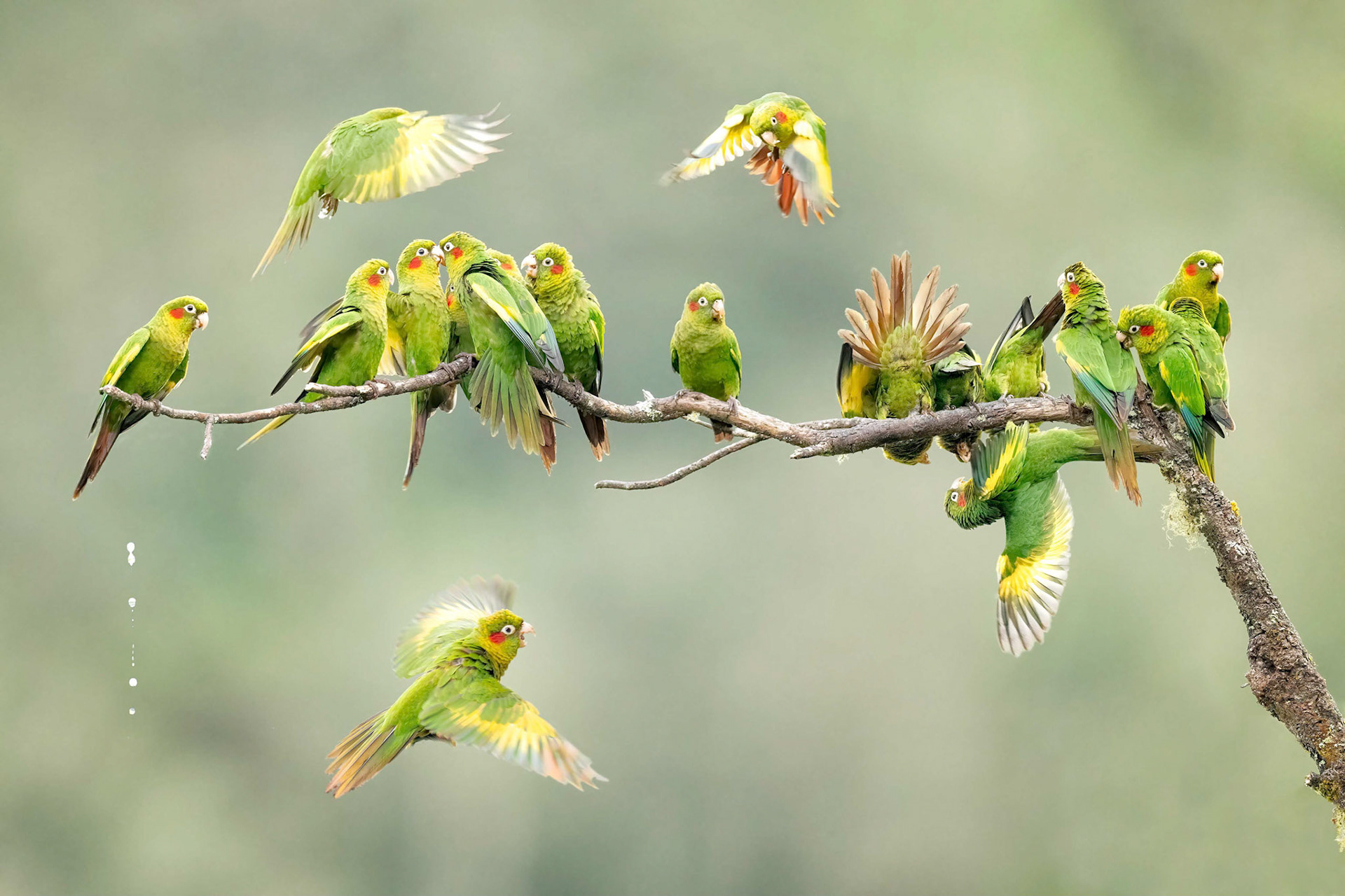 Sulphur-winged Parakeet  (Savegre, Costa Rica)