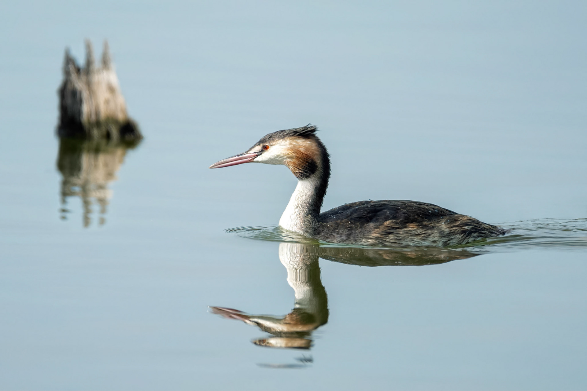 Great Crested Grebe (Harchies, Belgium)