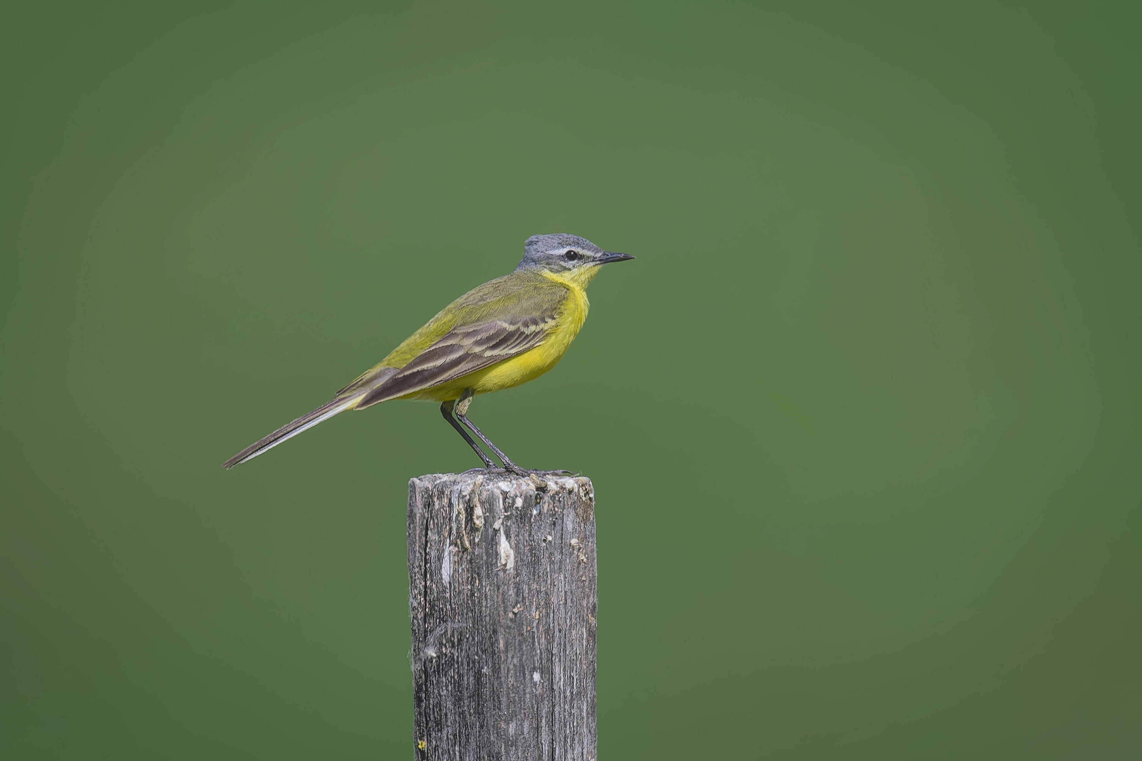 Western Yellow Wagtail (Kiskunsag, Hungary)