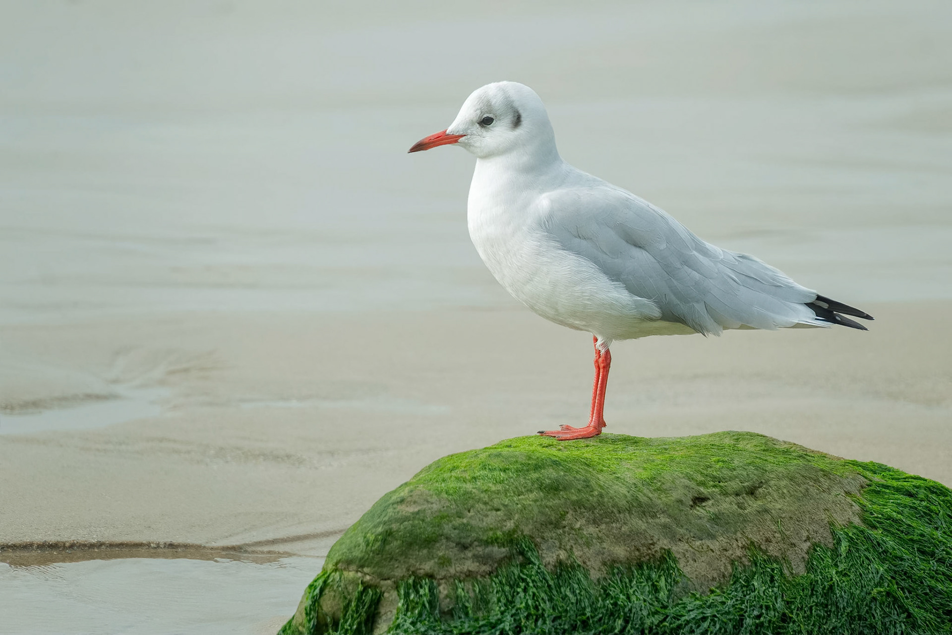 Black-headed Gull (Escalles, France)