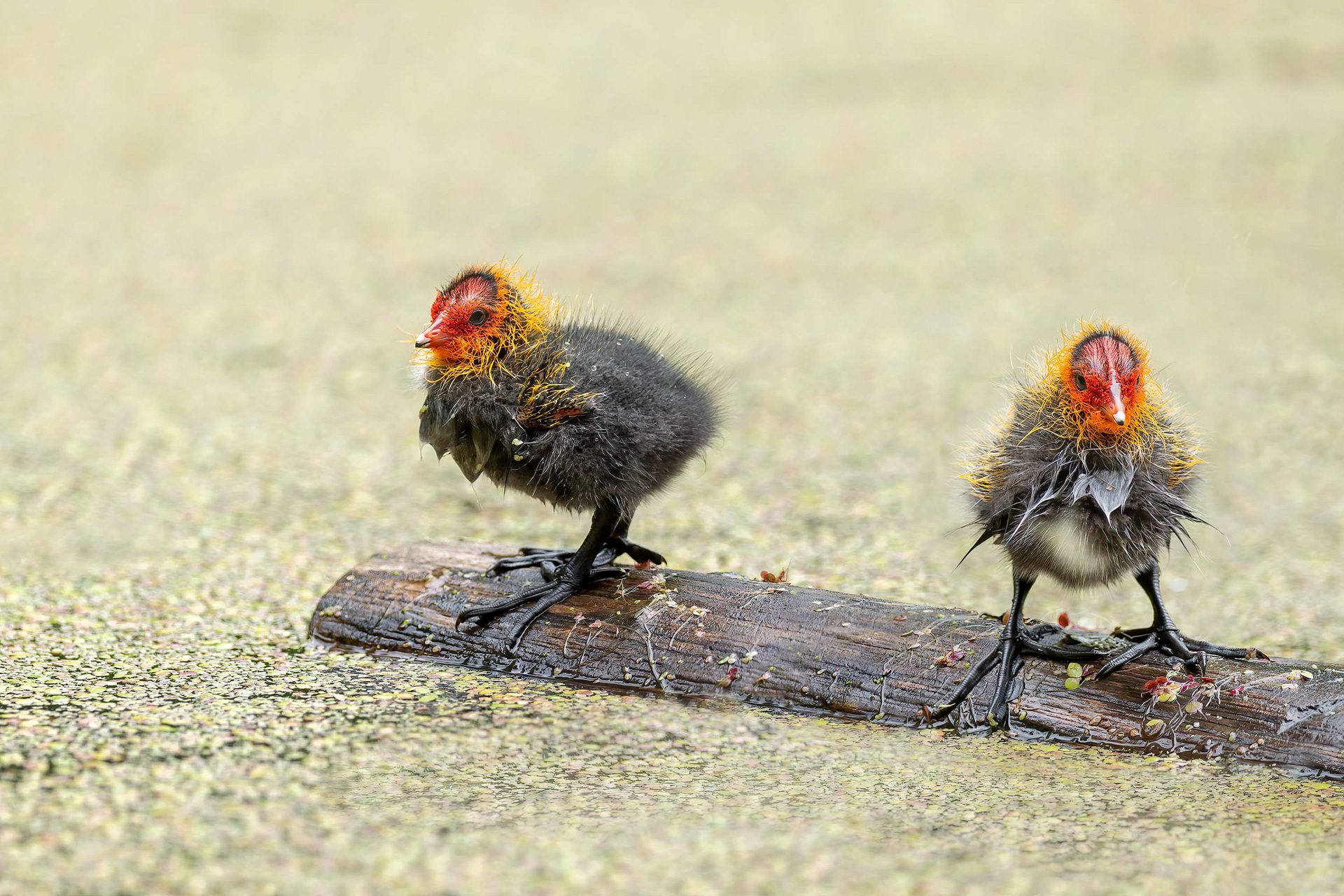 bird, juvenile coot, Brussels, Belgium