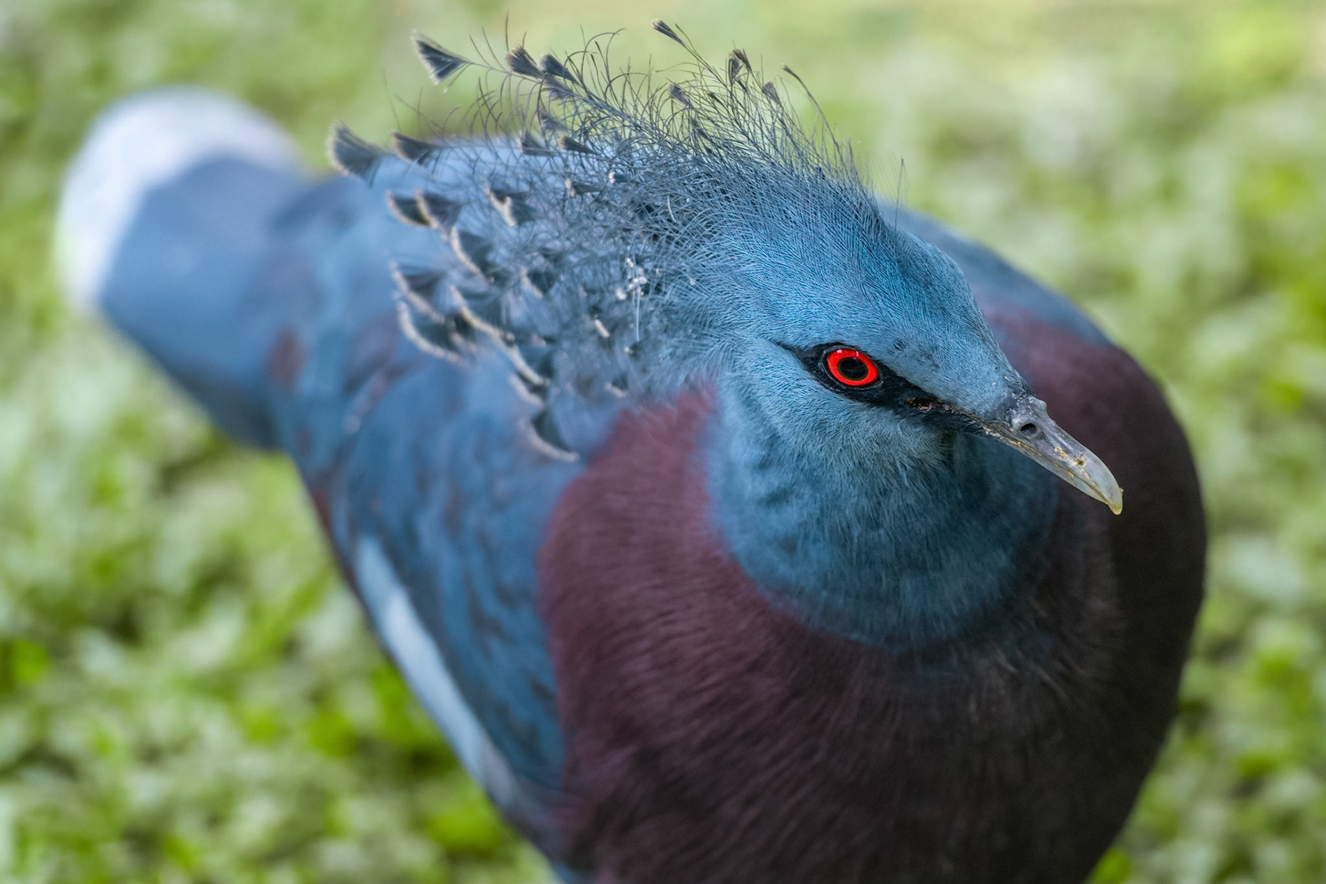Victoria Crowned Pigeon (Kuala Lumpur, Malaysia)