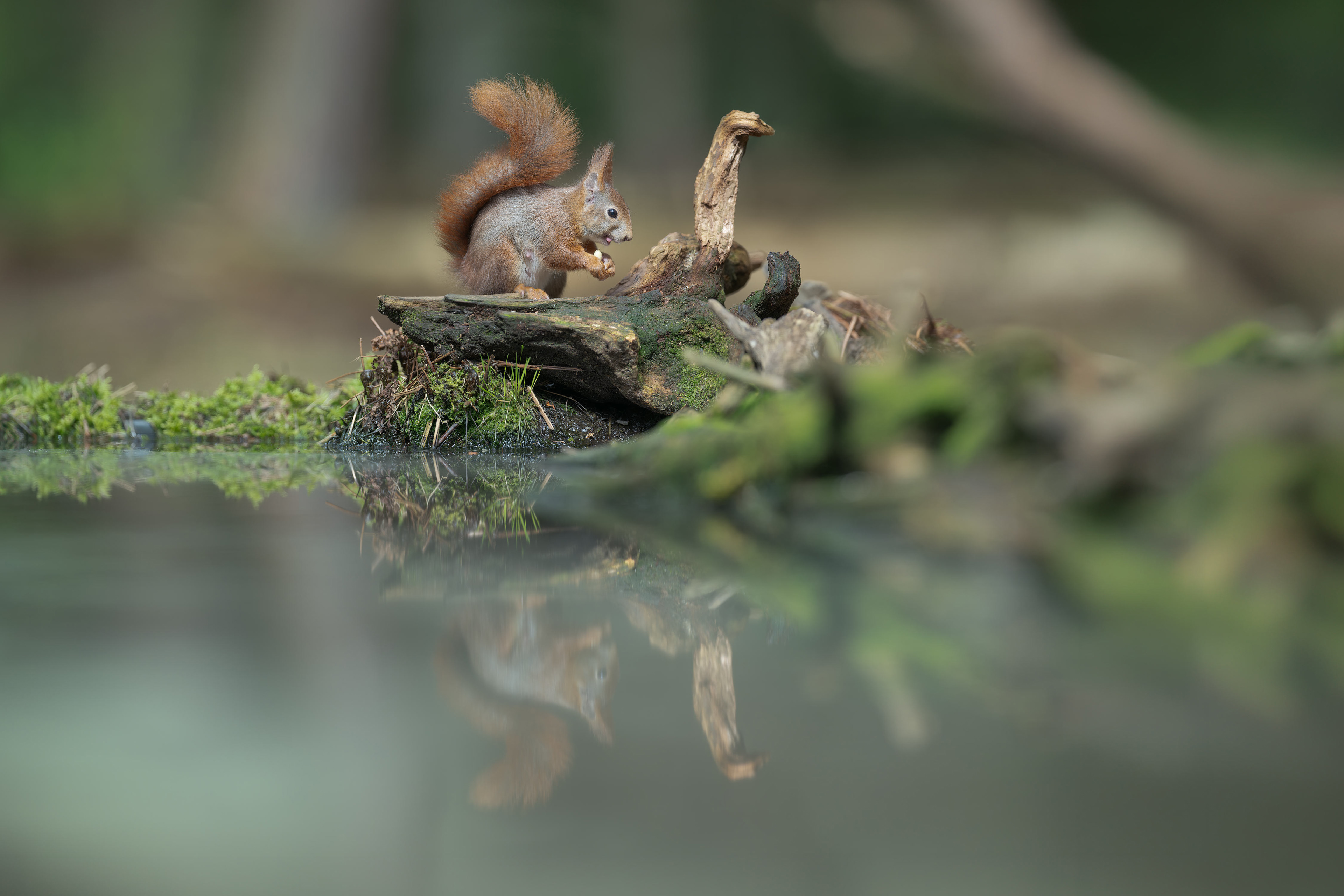 Red Squirrel (Kalmthout, Belgium)
