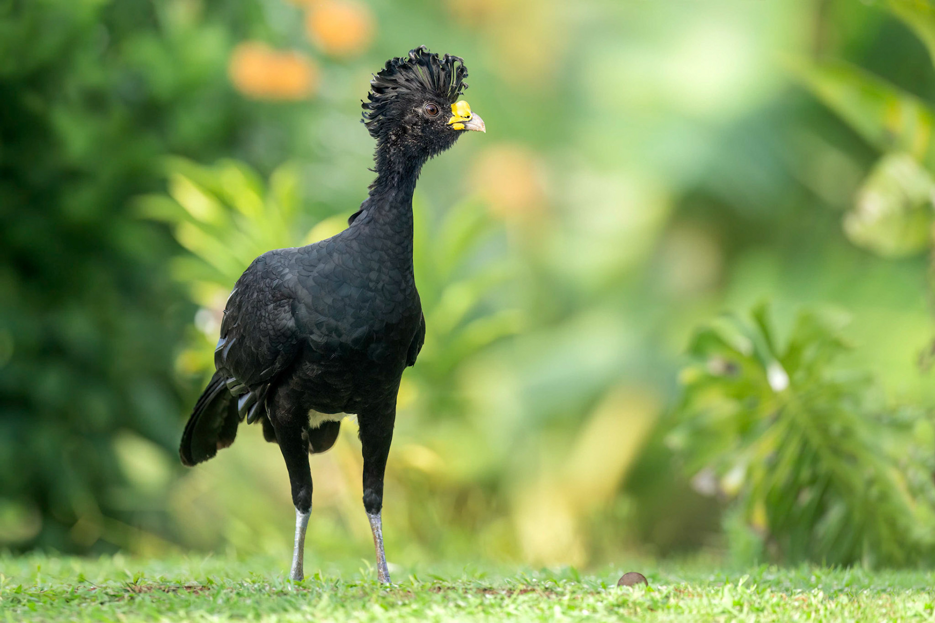 Great Curassow (Boca Tapada, Costa Rica)