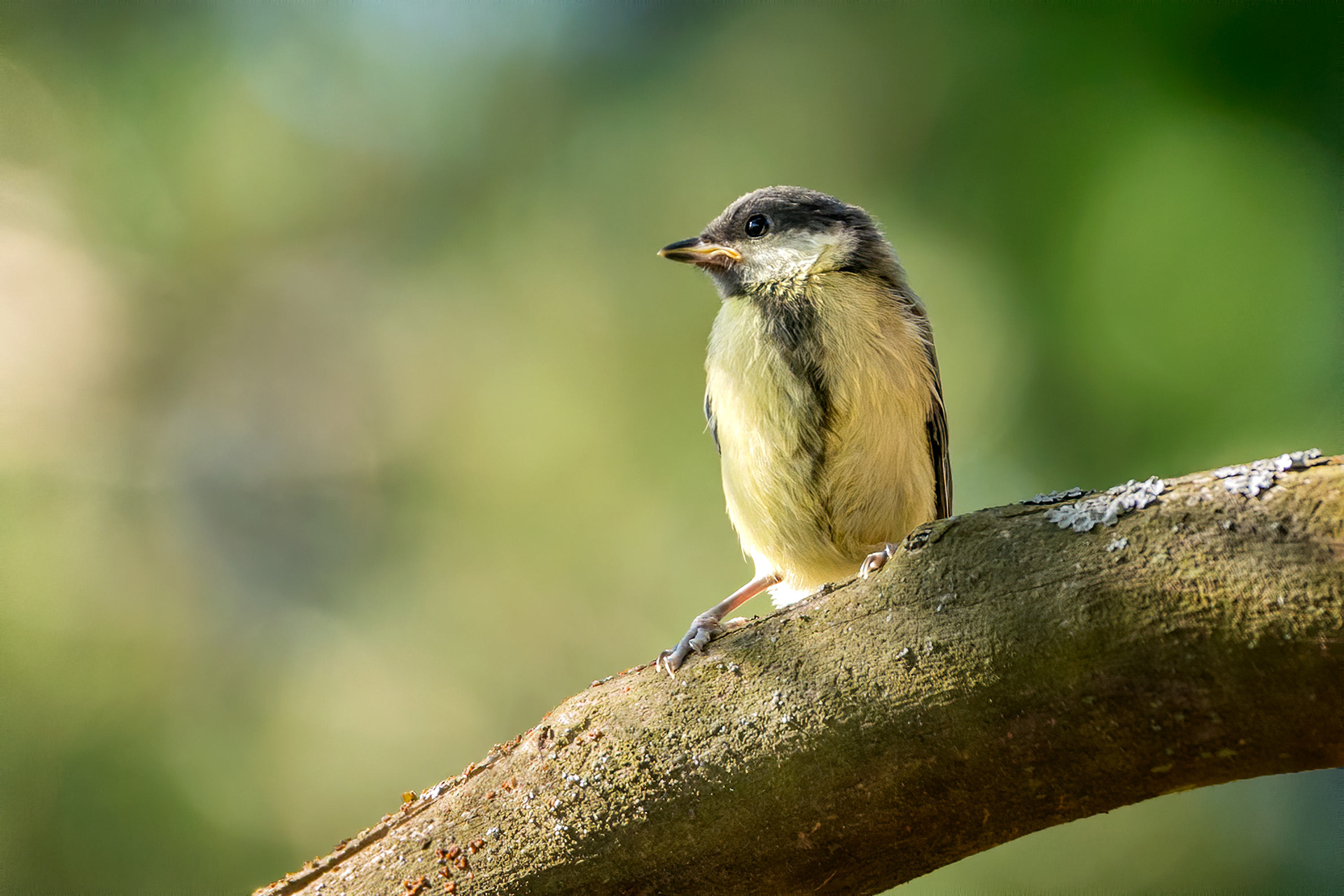 bird, great tit, juvenile, Masku, Finland