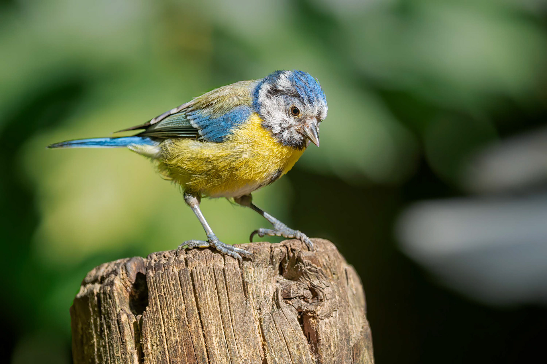 bird, blue tit, Brussels, Belgium