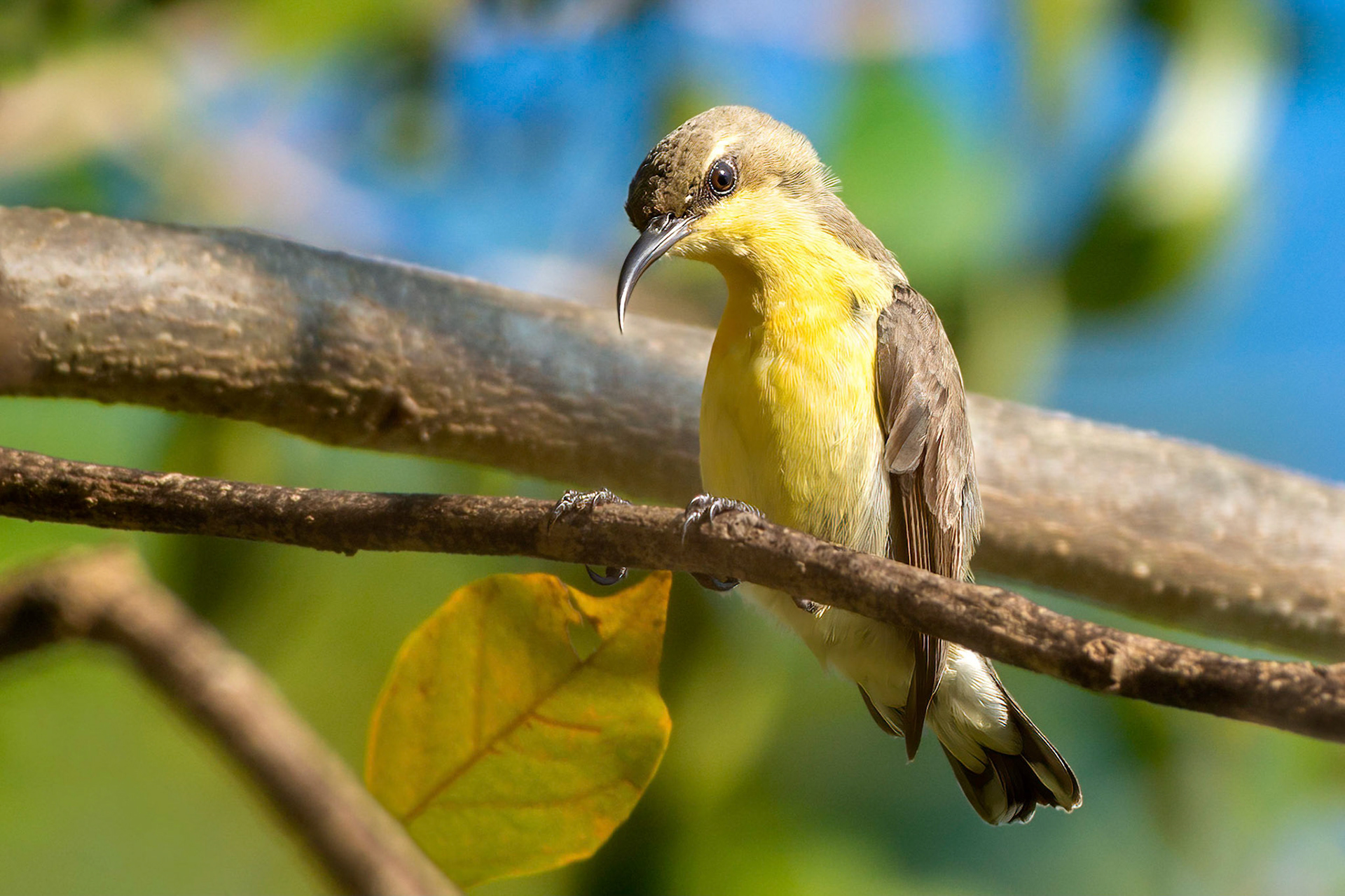 Purple-rumped Sunbird (Habarana, Sri Lanka​​​​​​​)