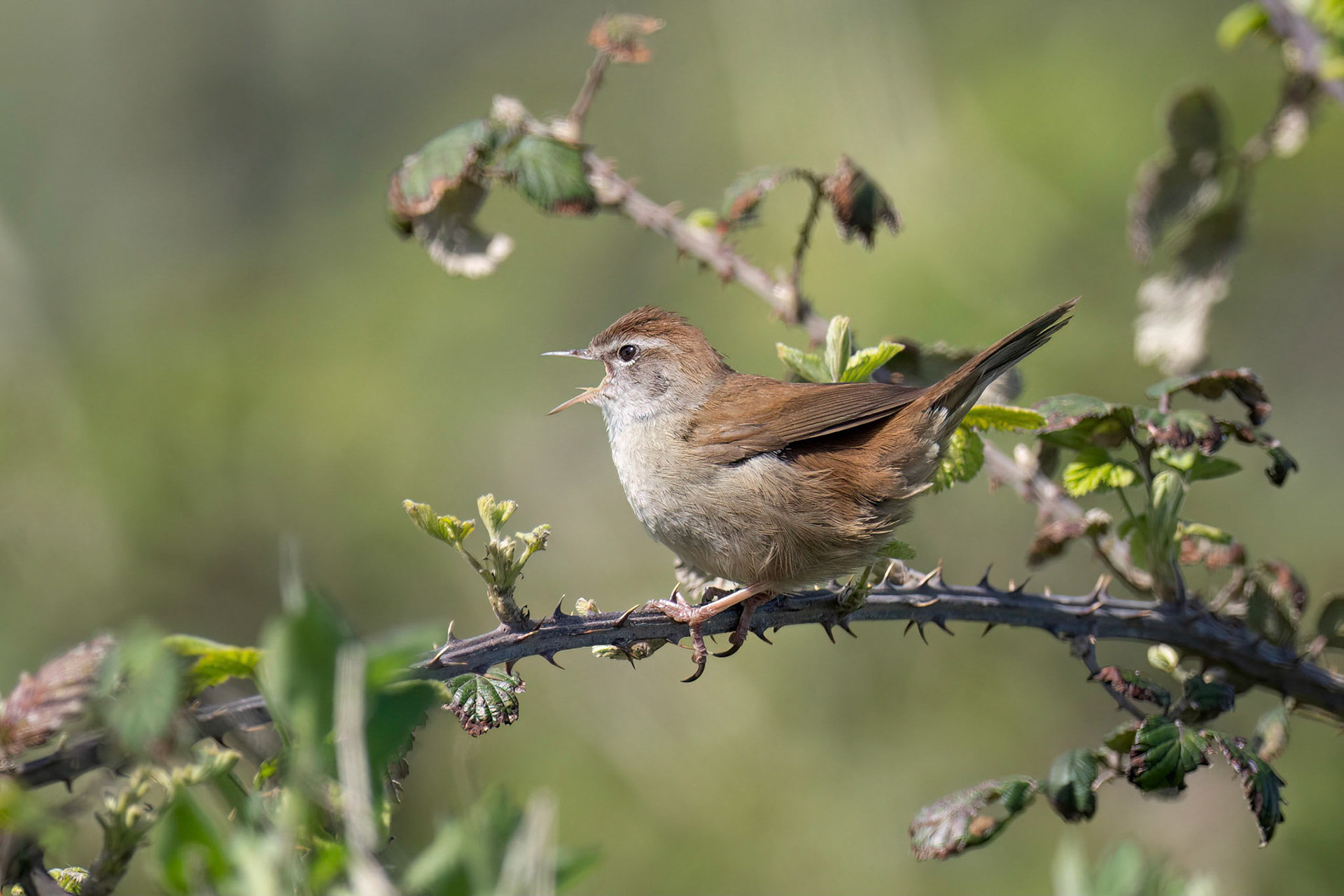 Cetti's warbler (Saint Malo, France)