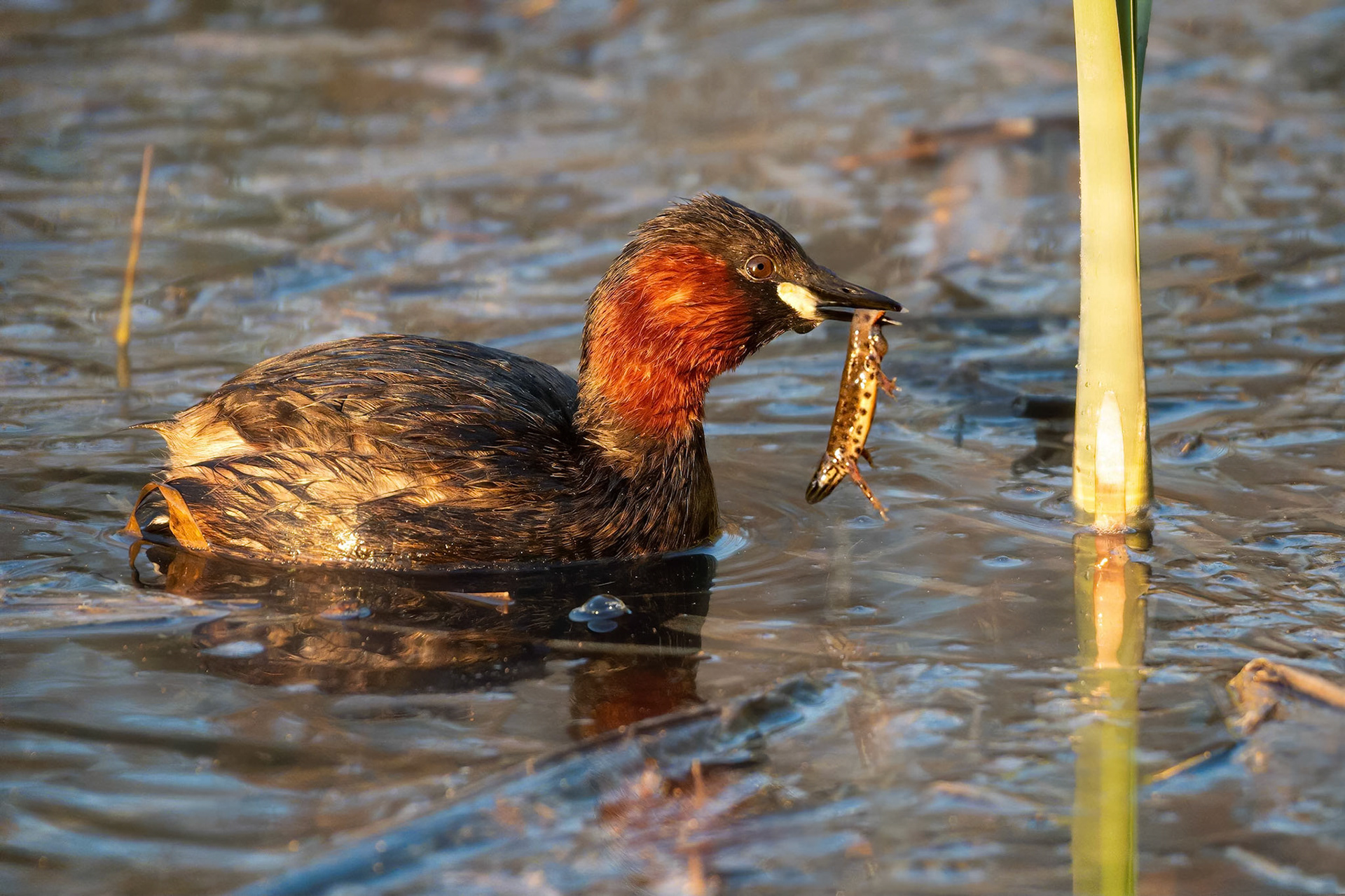 Little Grebe (Brussels, Belgium)