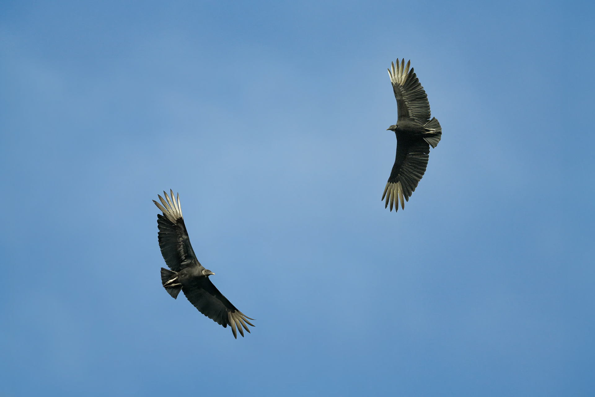 American Black Vulture (San Jose, Costa Rica)