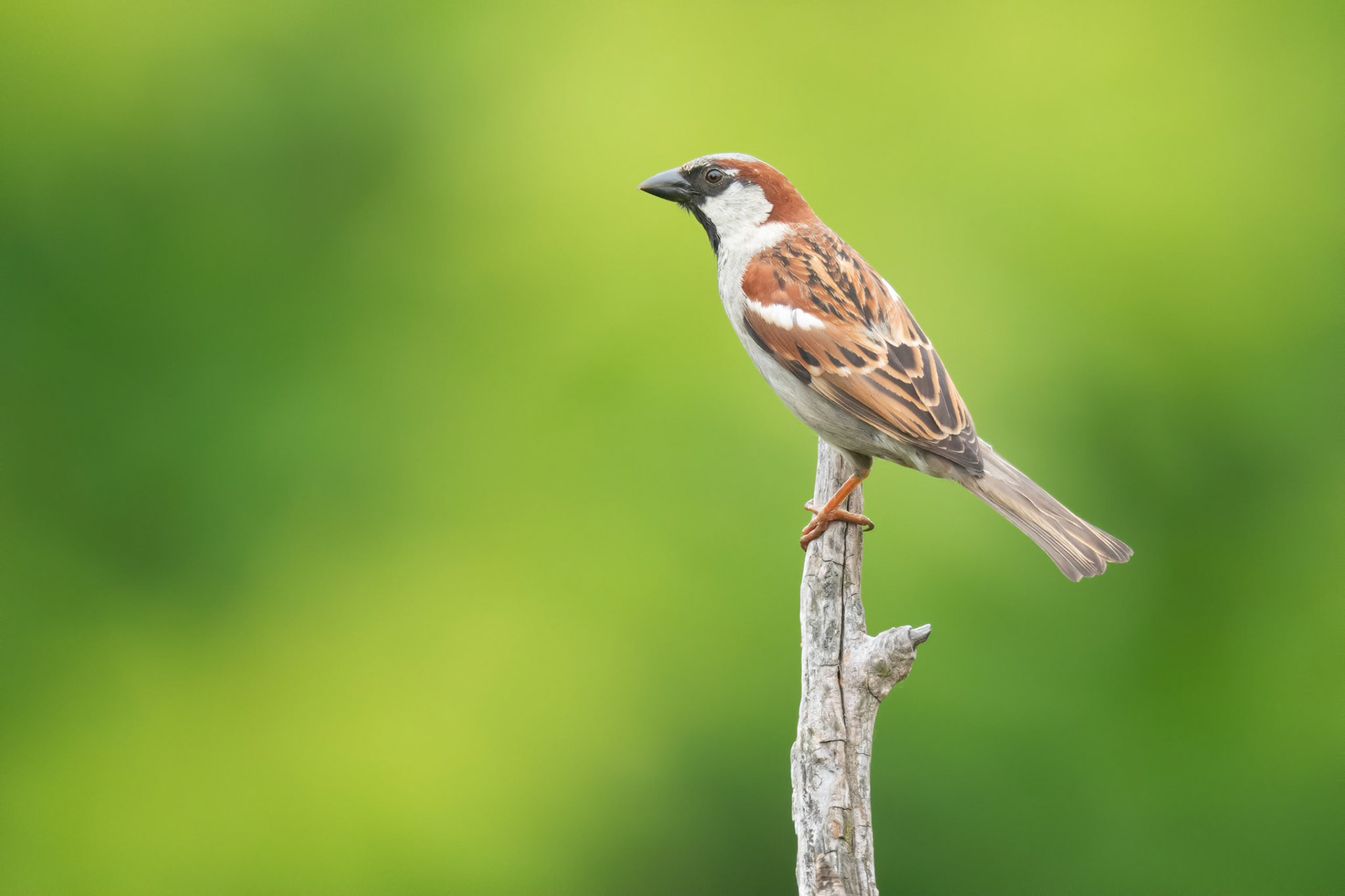 House Sparrow (Brussels, Belgium)