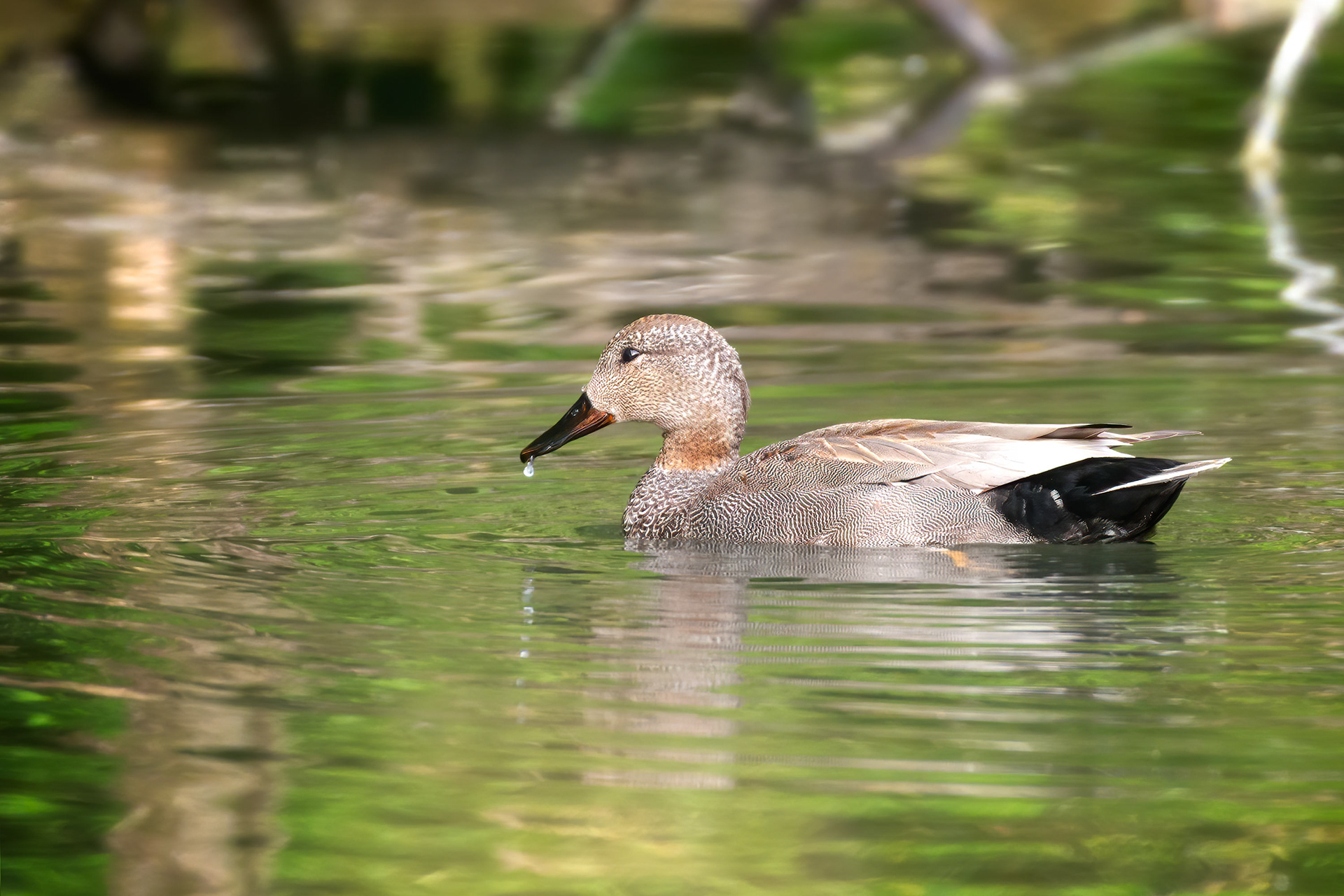 bird, common gadwall, Brussels, Belgium