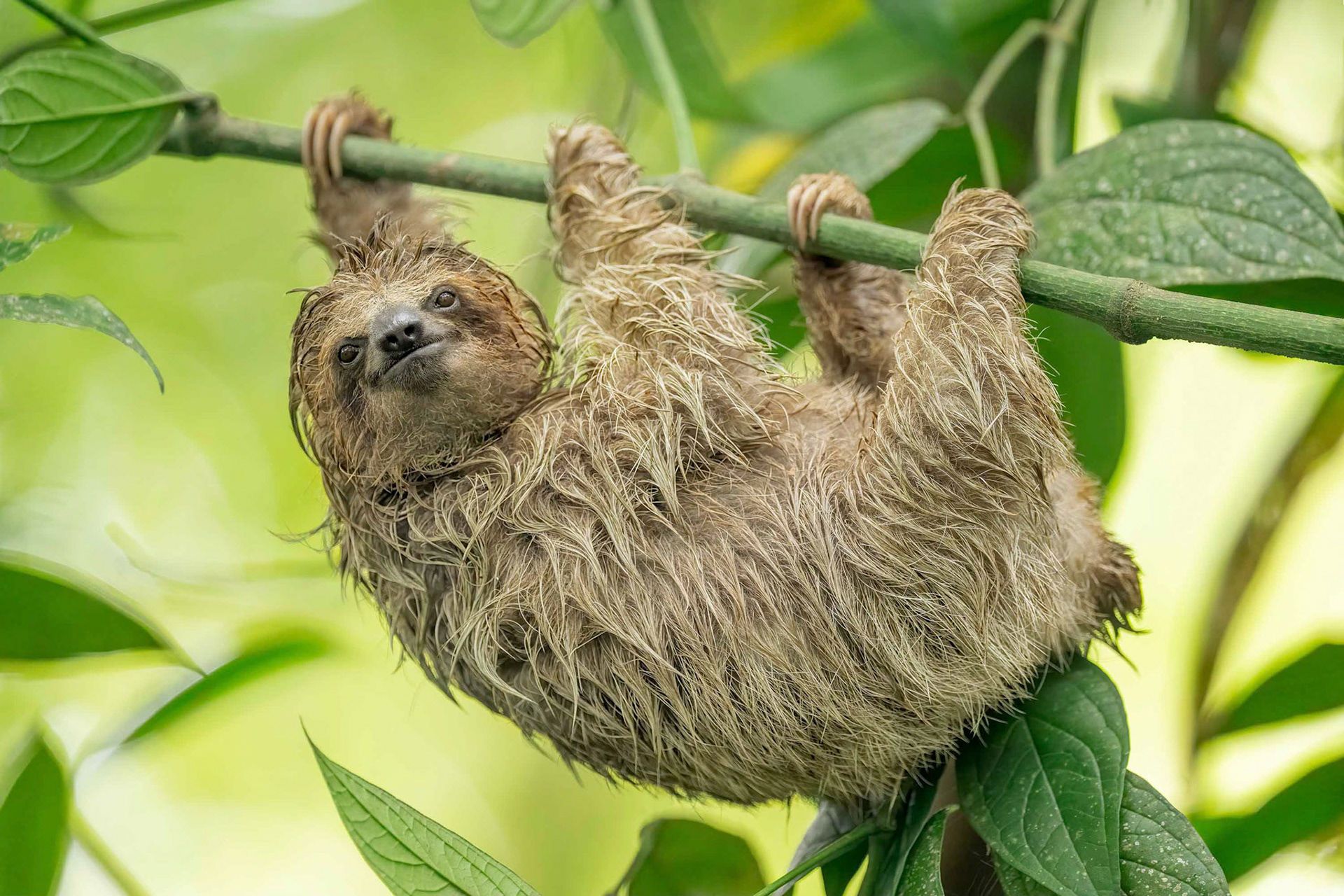 Three-toed Sloth (La Fortuna, Costa Rica)