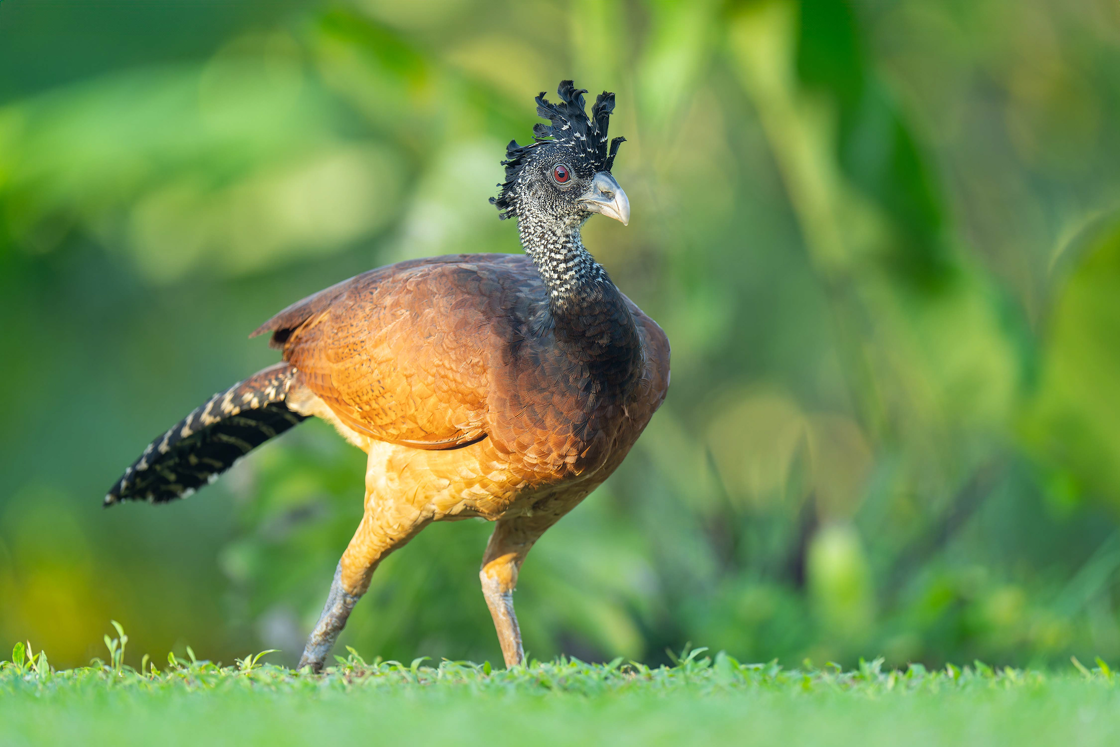 Great Curassow (Boca Tapada, Costa Rica)