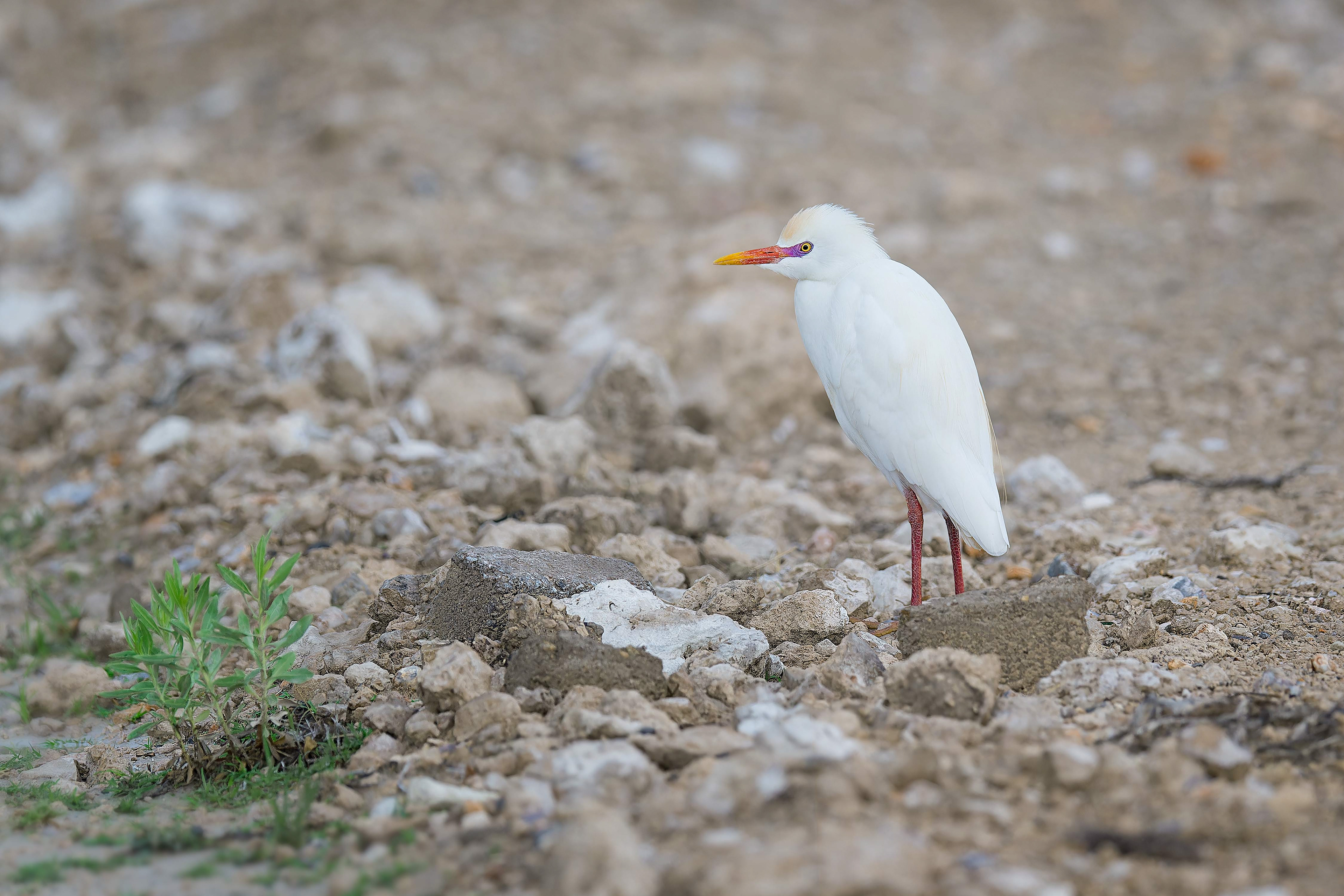 Western Cattle-Egret (Bwabwata, Namibia)