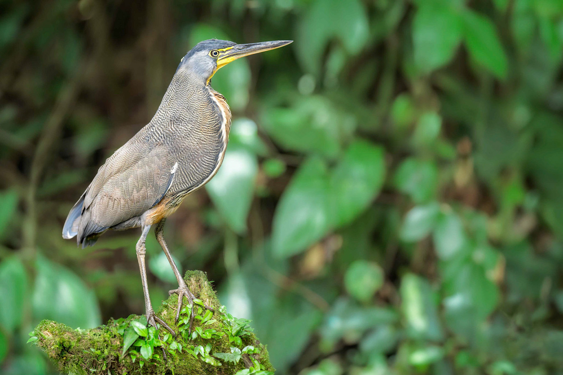Bare-throated Tiger-Heron (Sarapiqui, Costa Rica)