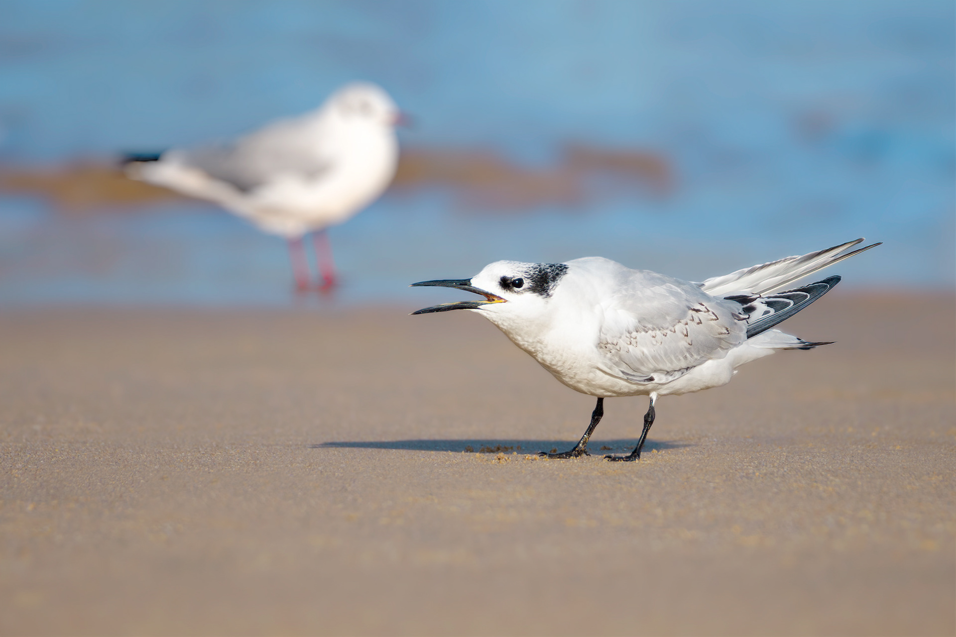 bird, gull-billed tern, Sables-d'Or-les-Pins, France
