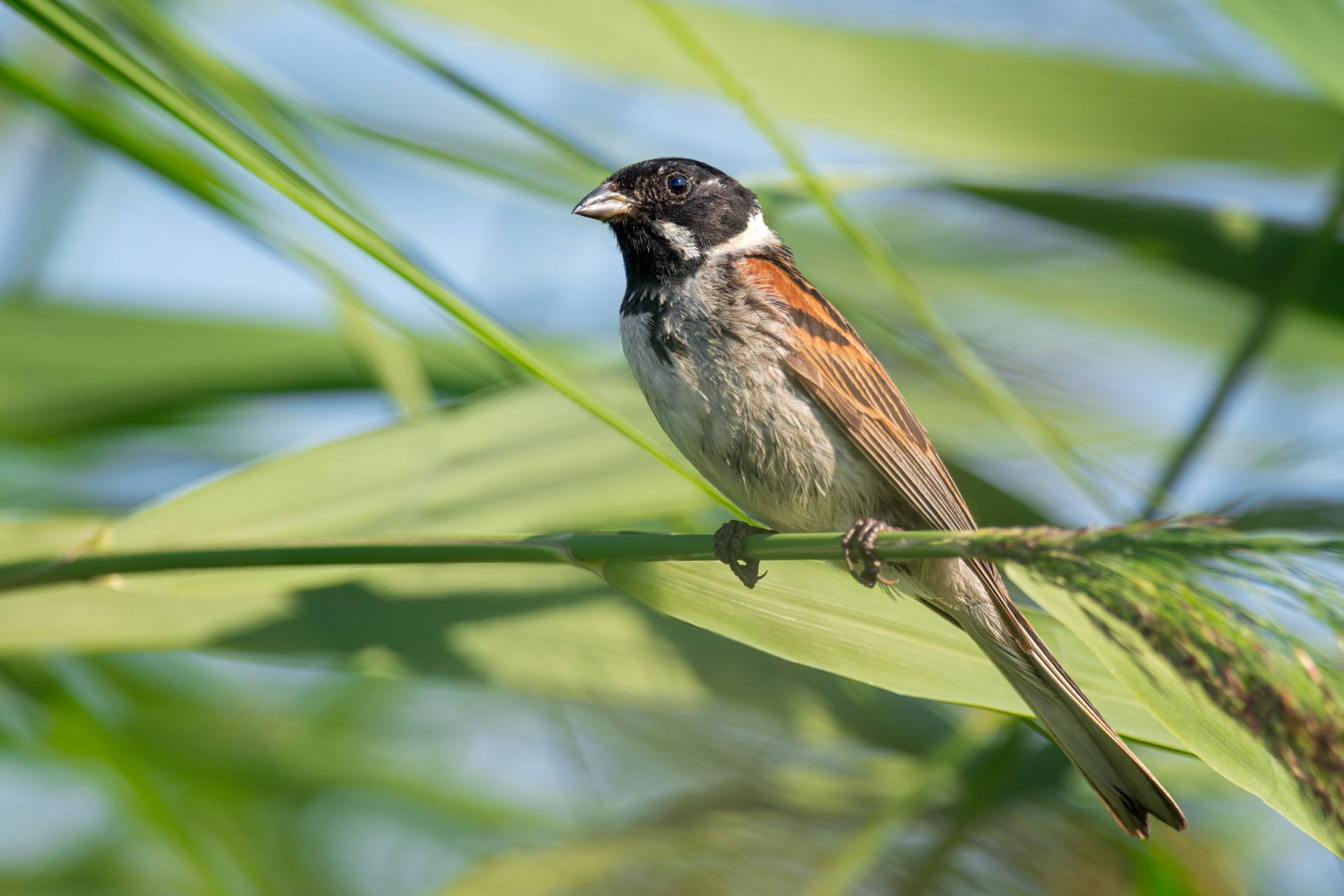 reed bunting, male, Raisio, Finland