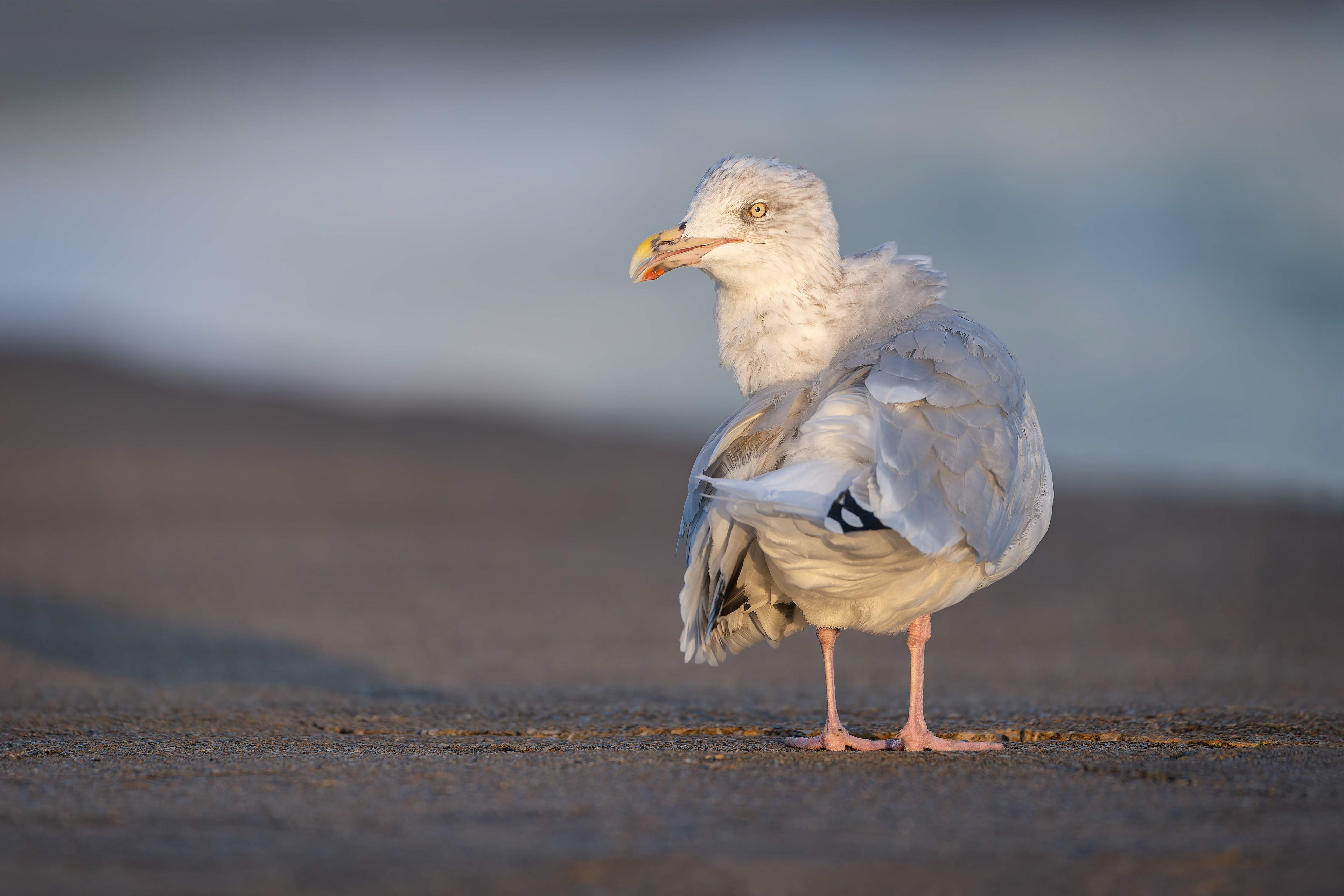 Herring Gull (Crozon, France)