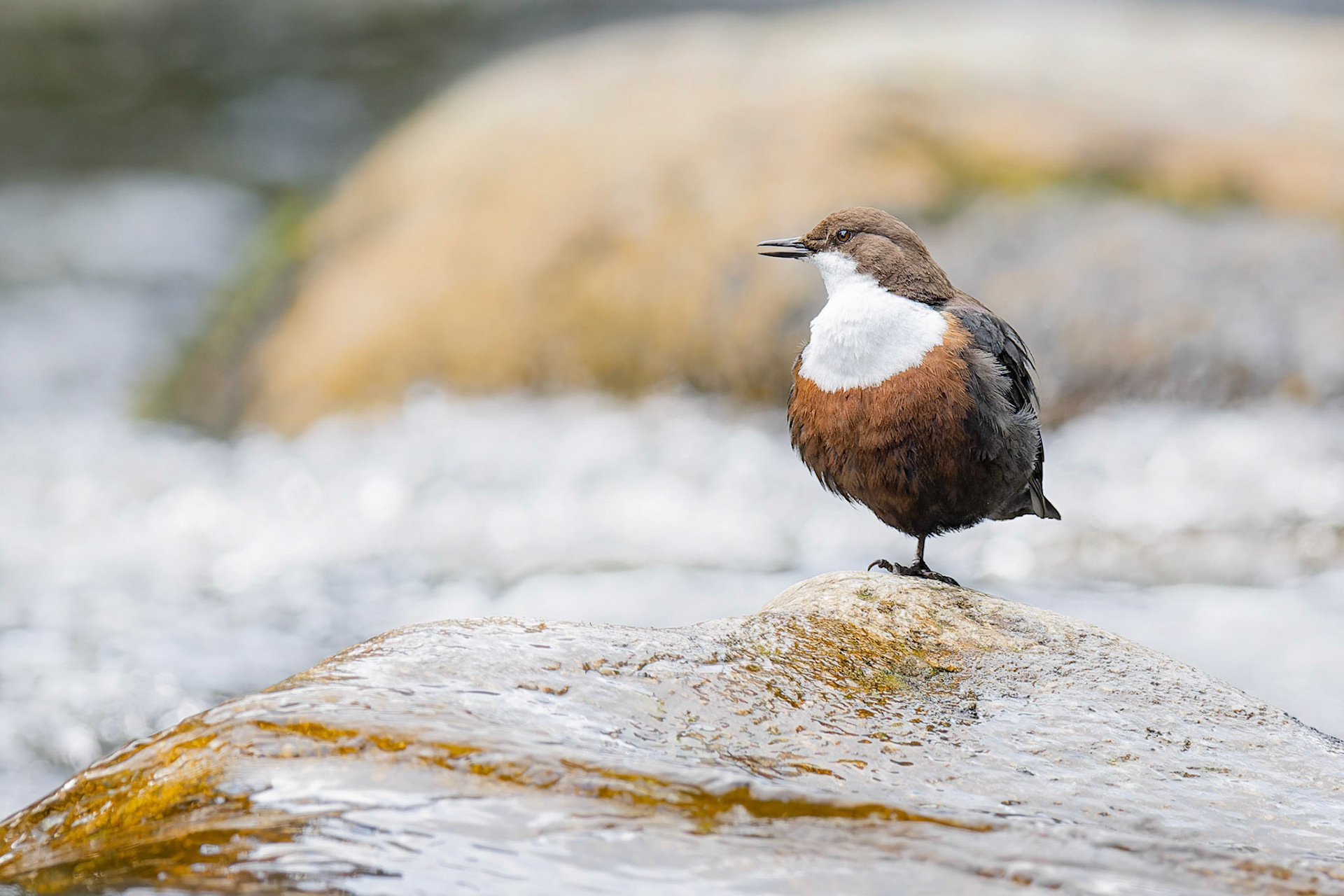 White-throated Dipper (Kasperske Hory, Czech Republic)