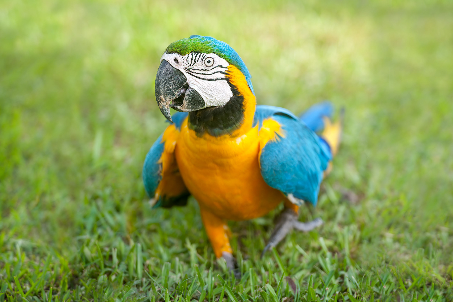 bird, blue-and-yellow macaw, Kenting, Taiwan
