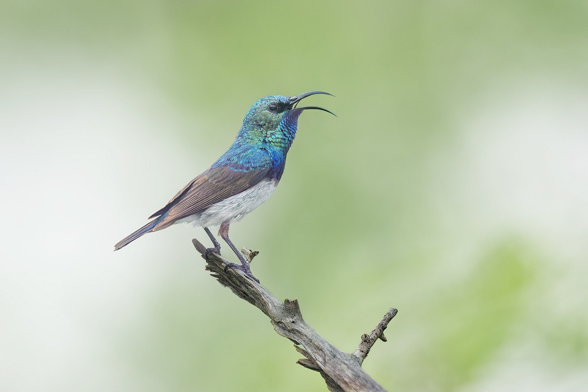 White-bellied Sunbird (Omaruru, Namibia)