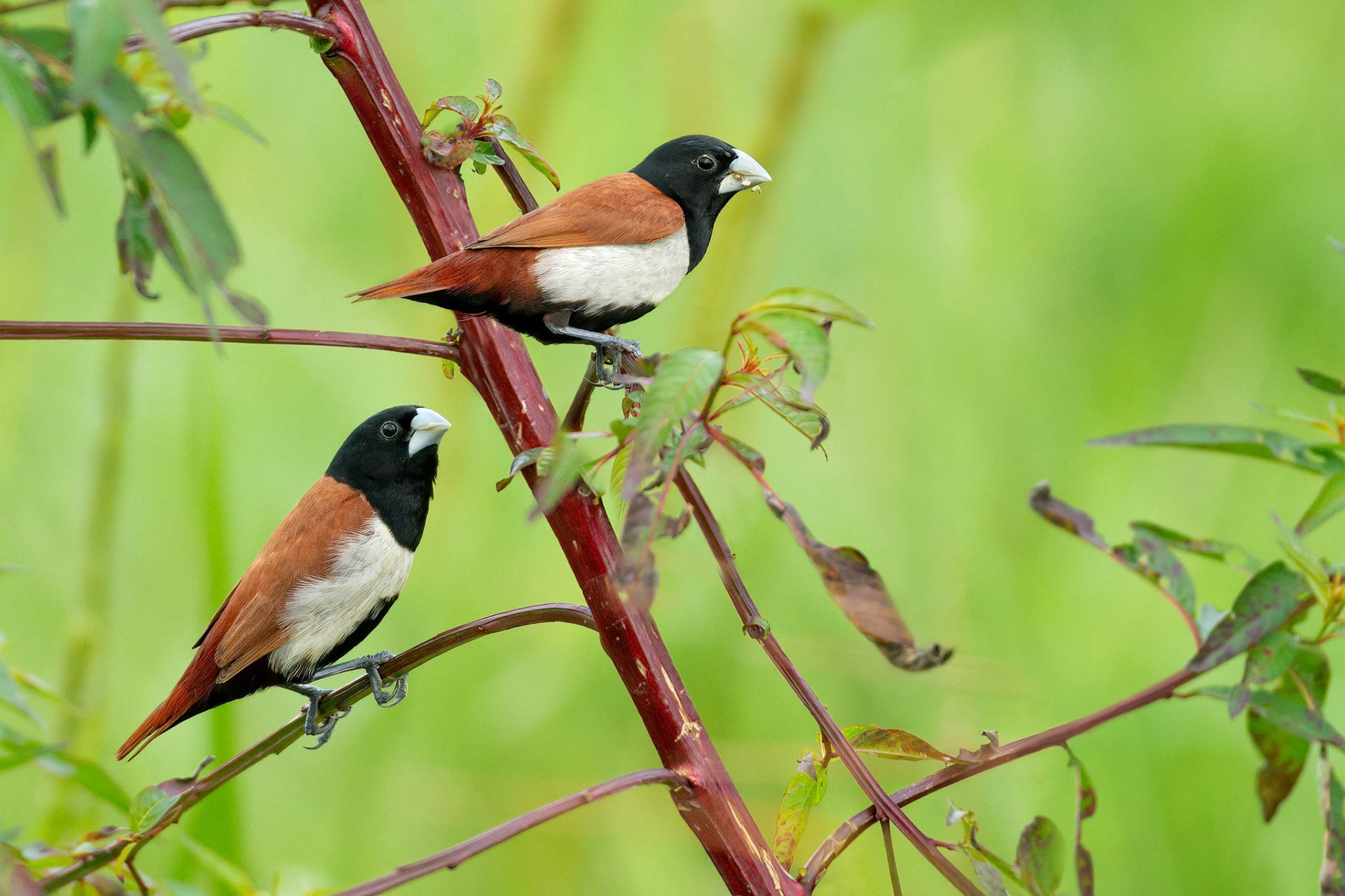Tricoloured Munia (Habarana, Sri Lanka)