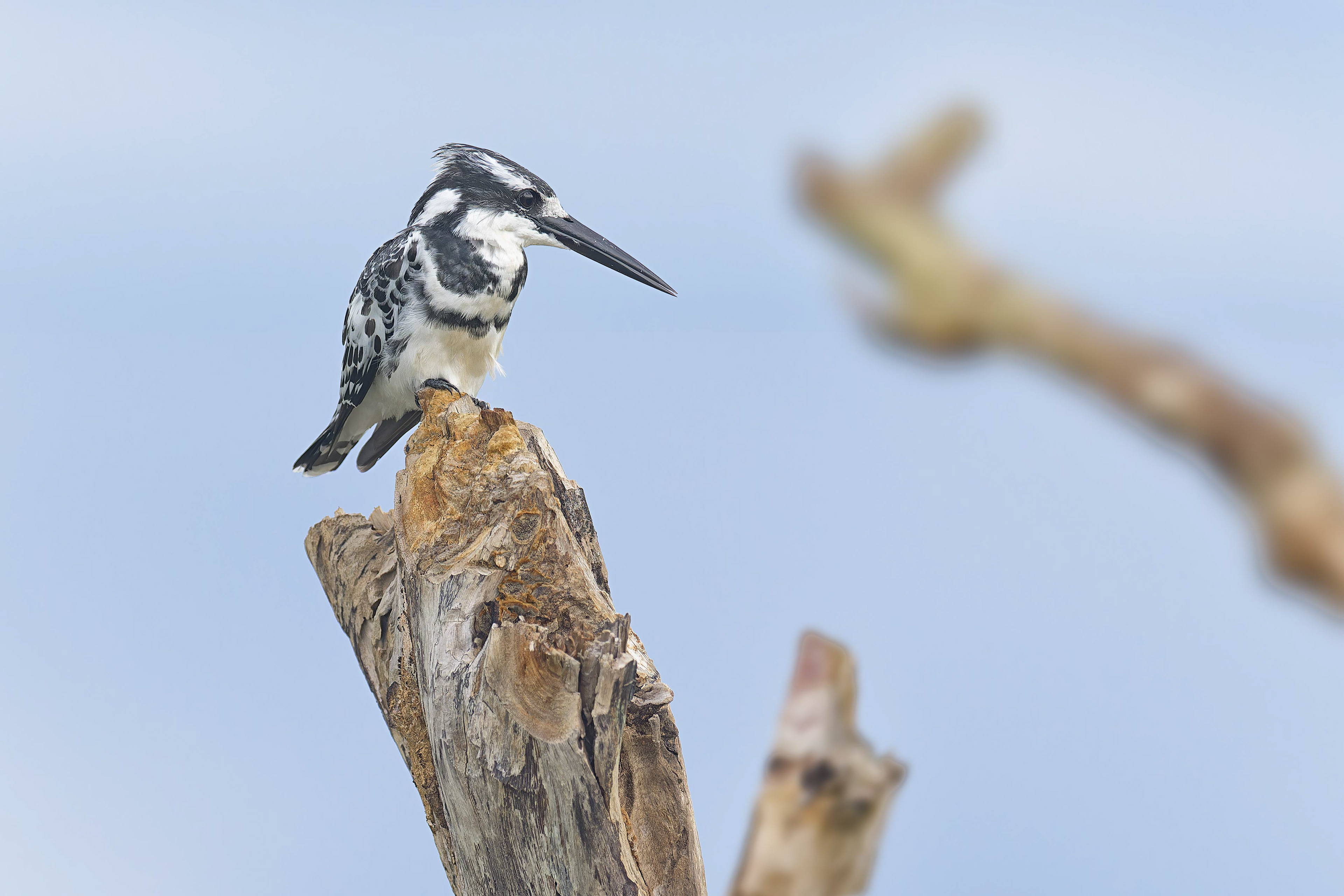 Pied Kingfisher (Bwabwata, Namibia)