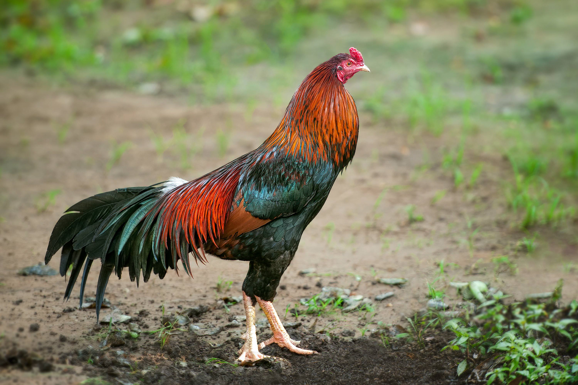 bird, Malay chicken, Malay rooster, Saigon, Vietnam