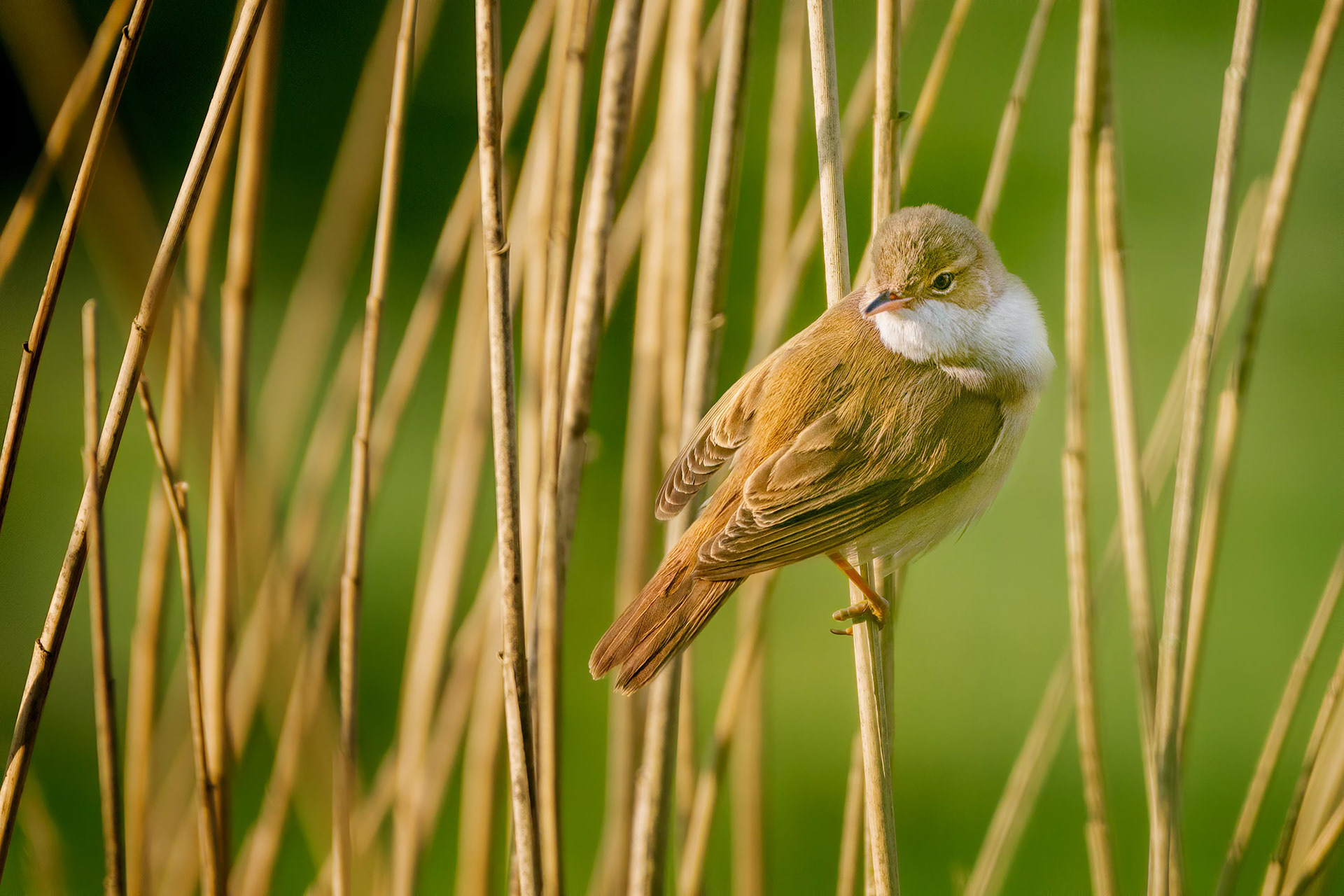 bird, European reed warbler, Brussels, Belgium