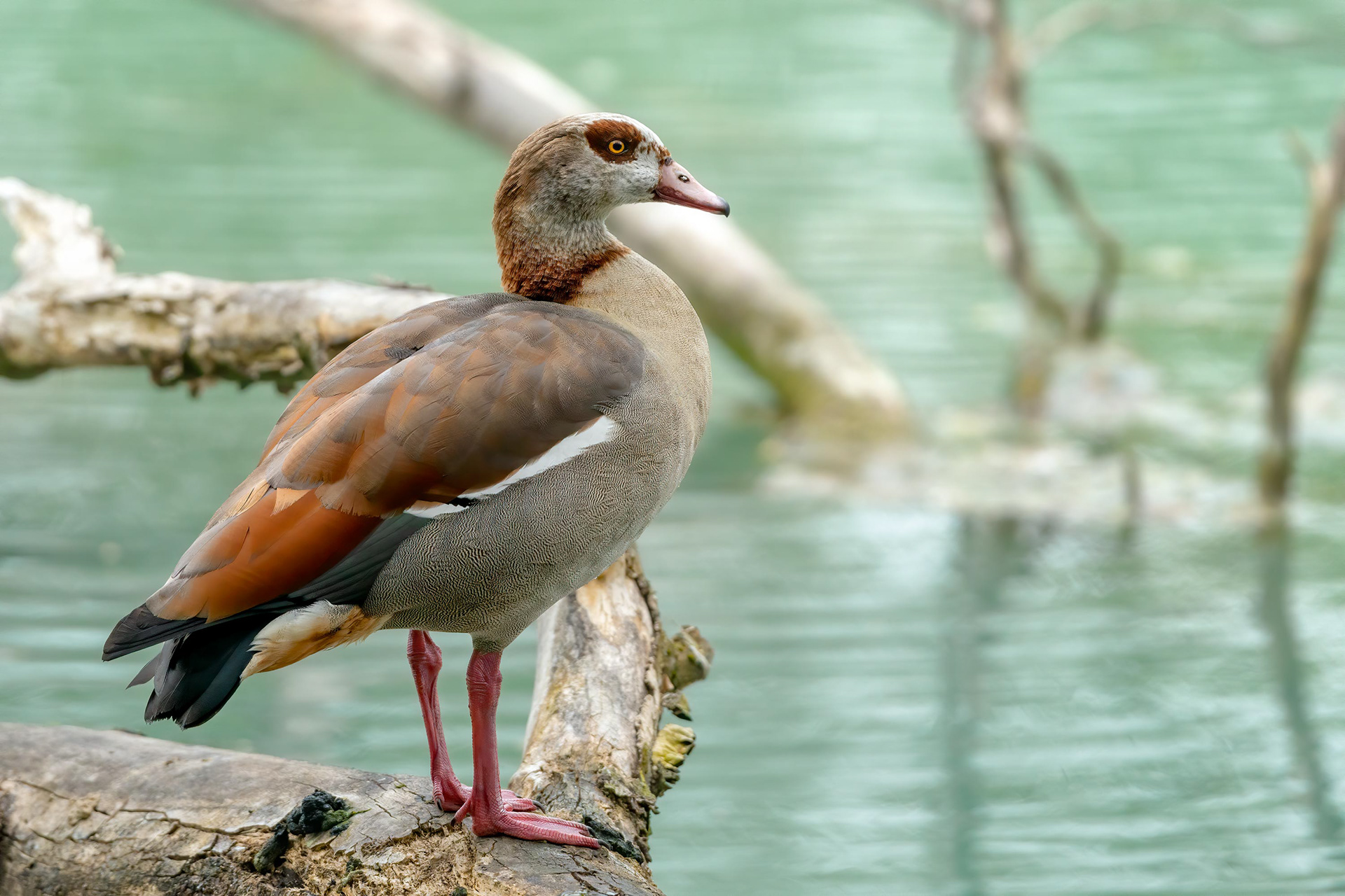 bird, egyptian goose, belgium, brussels