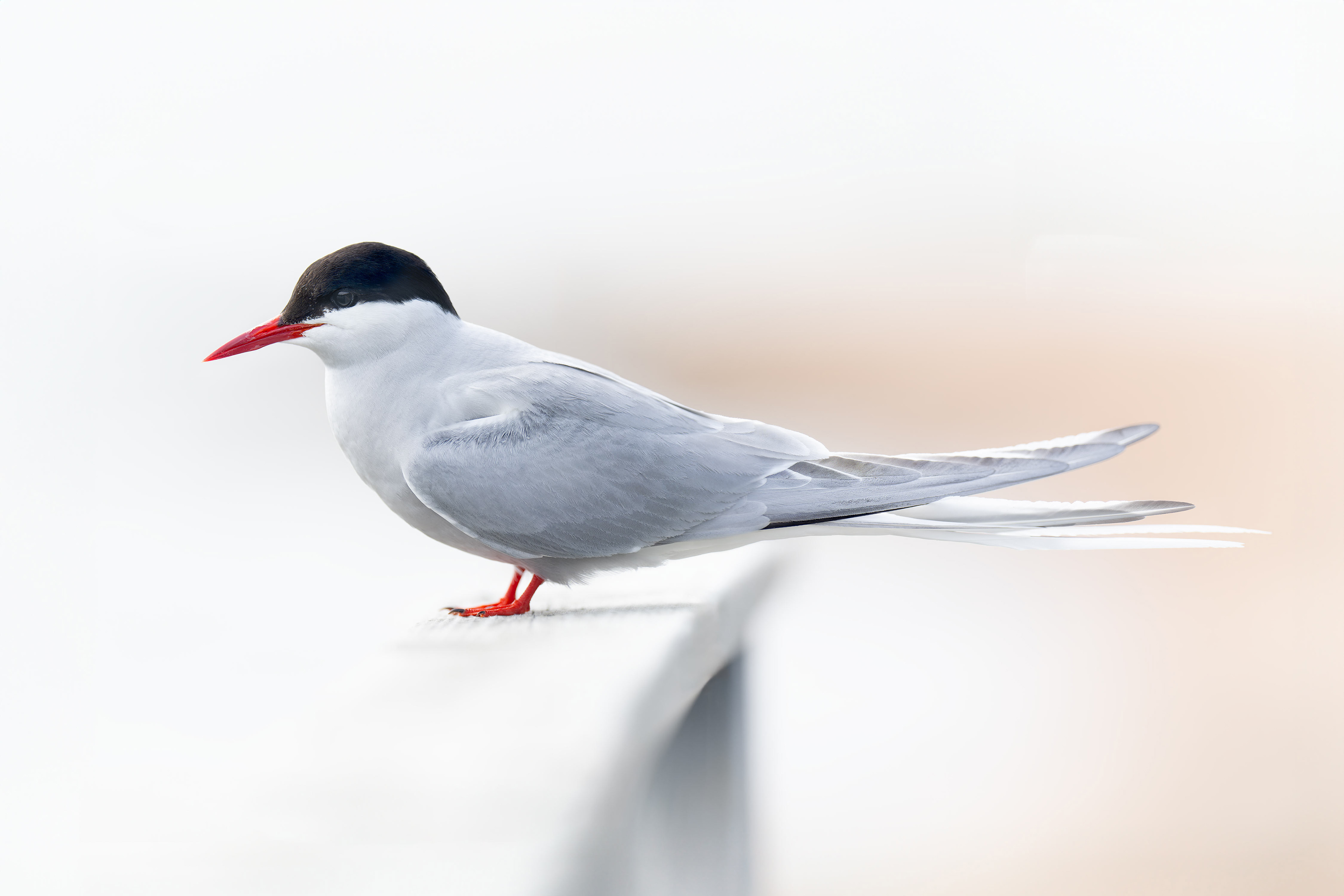 Arctic tern (Kustavi, Finland)