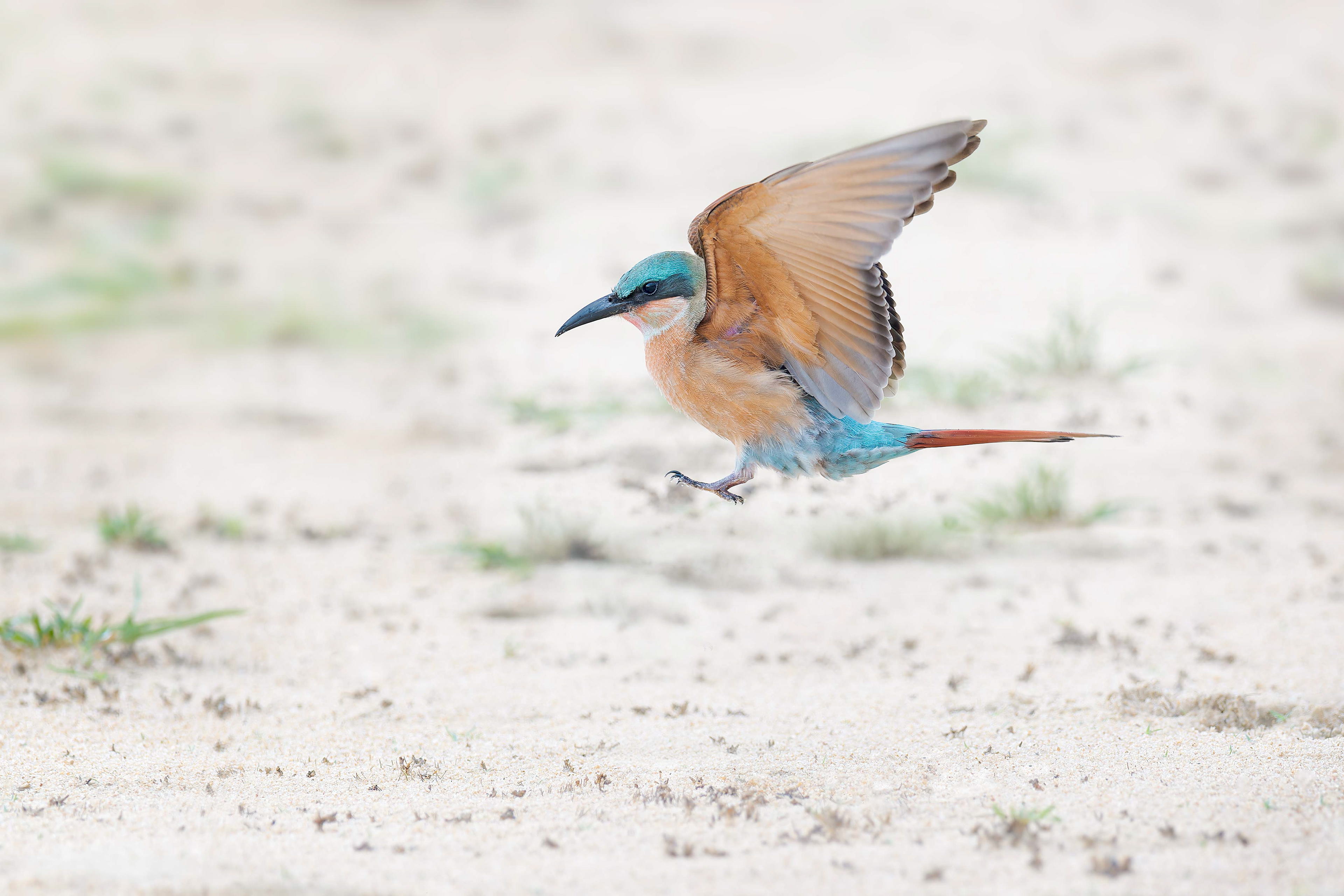 Southern Carmine Bee-eater (Bwabwata, Namibia)