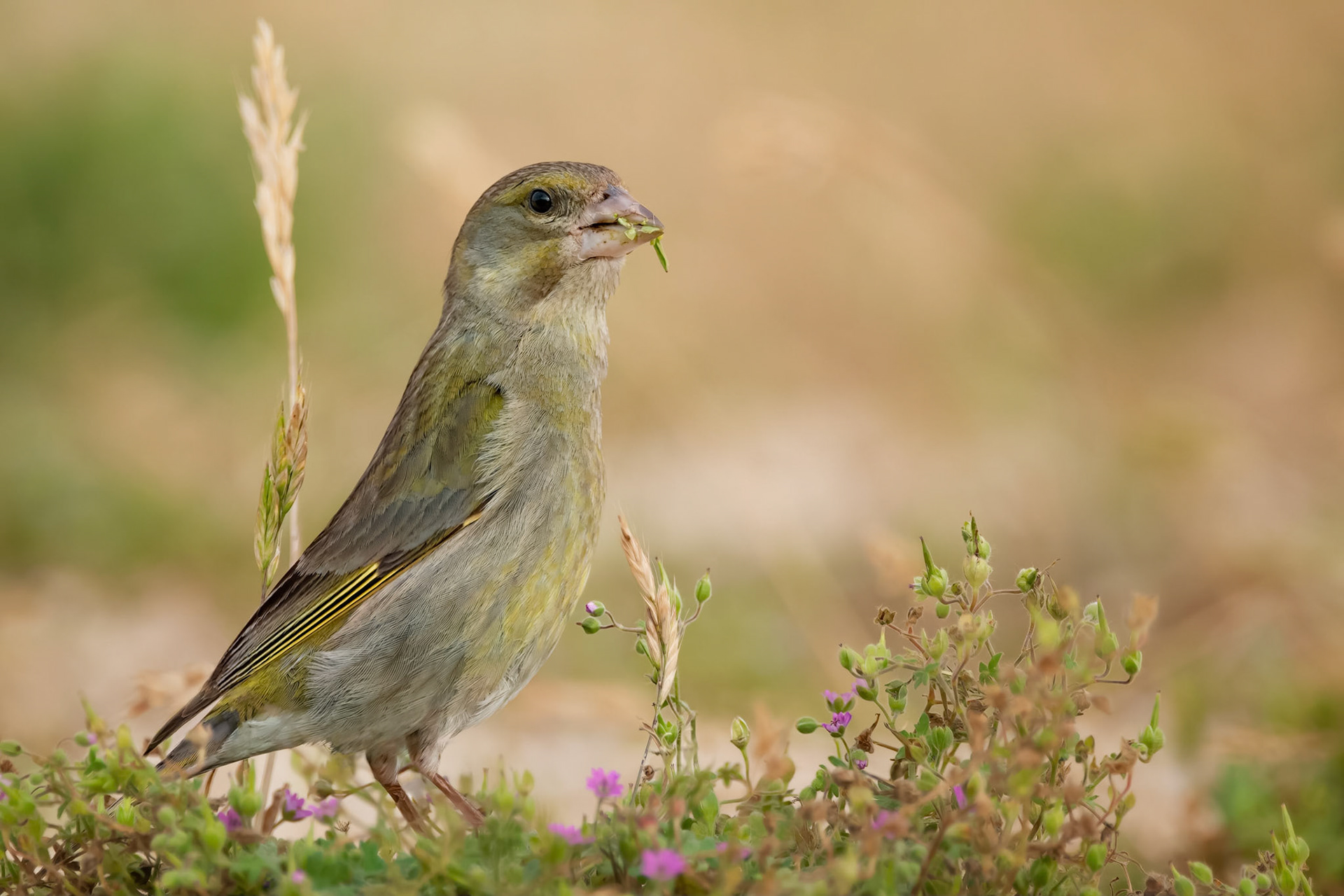 European Greenfinch (Porto Conte, Italy)