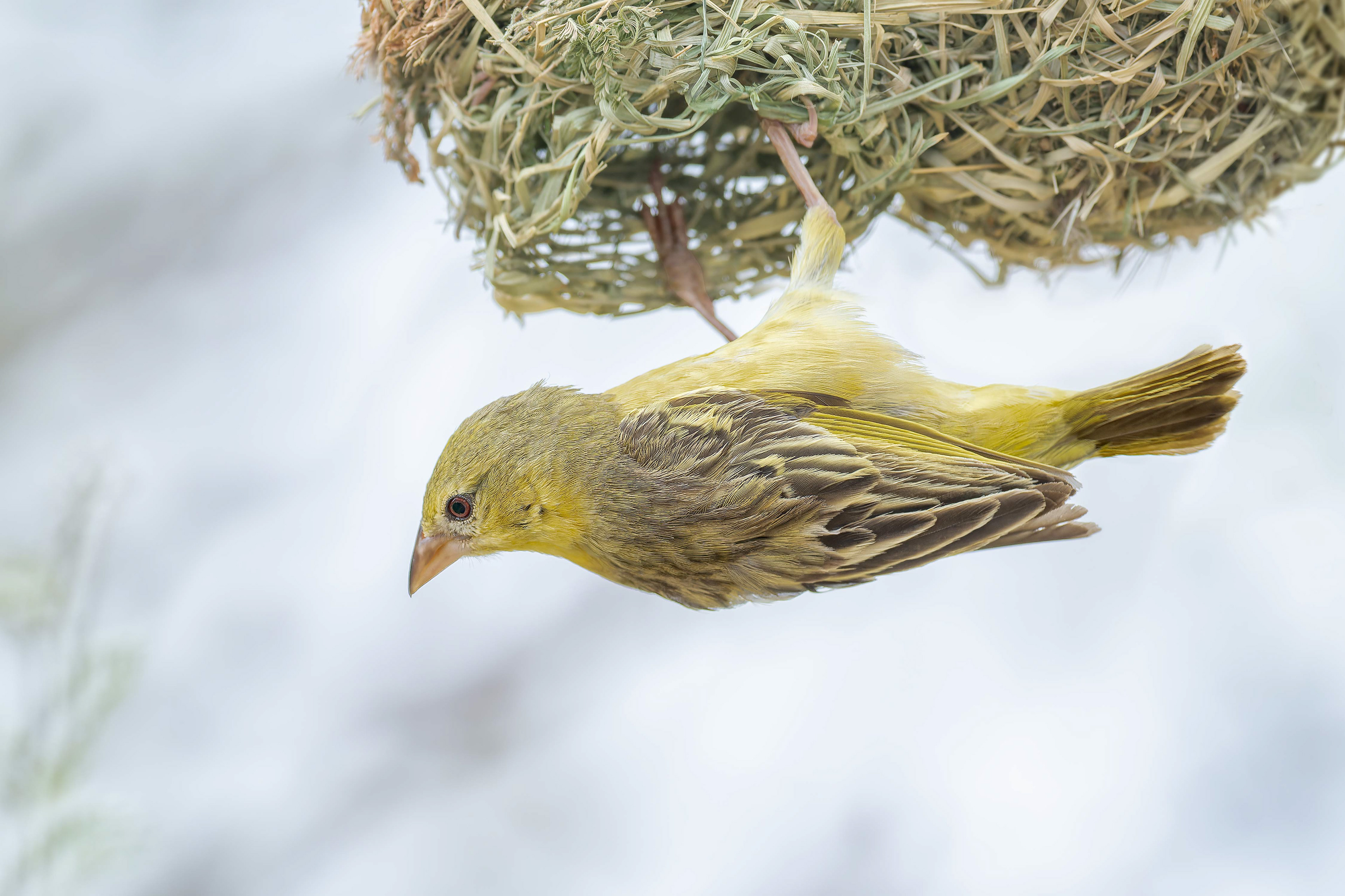 Southern Masked-Weaver (Windhoek, Namibia)