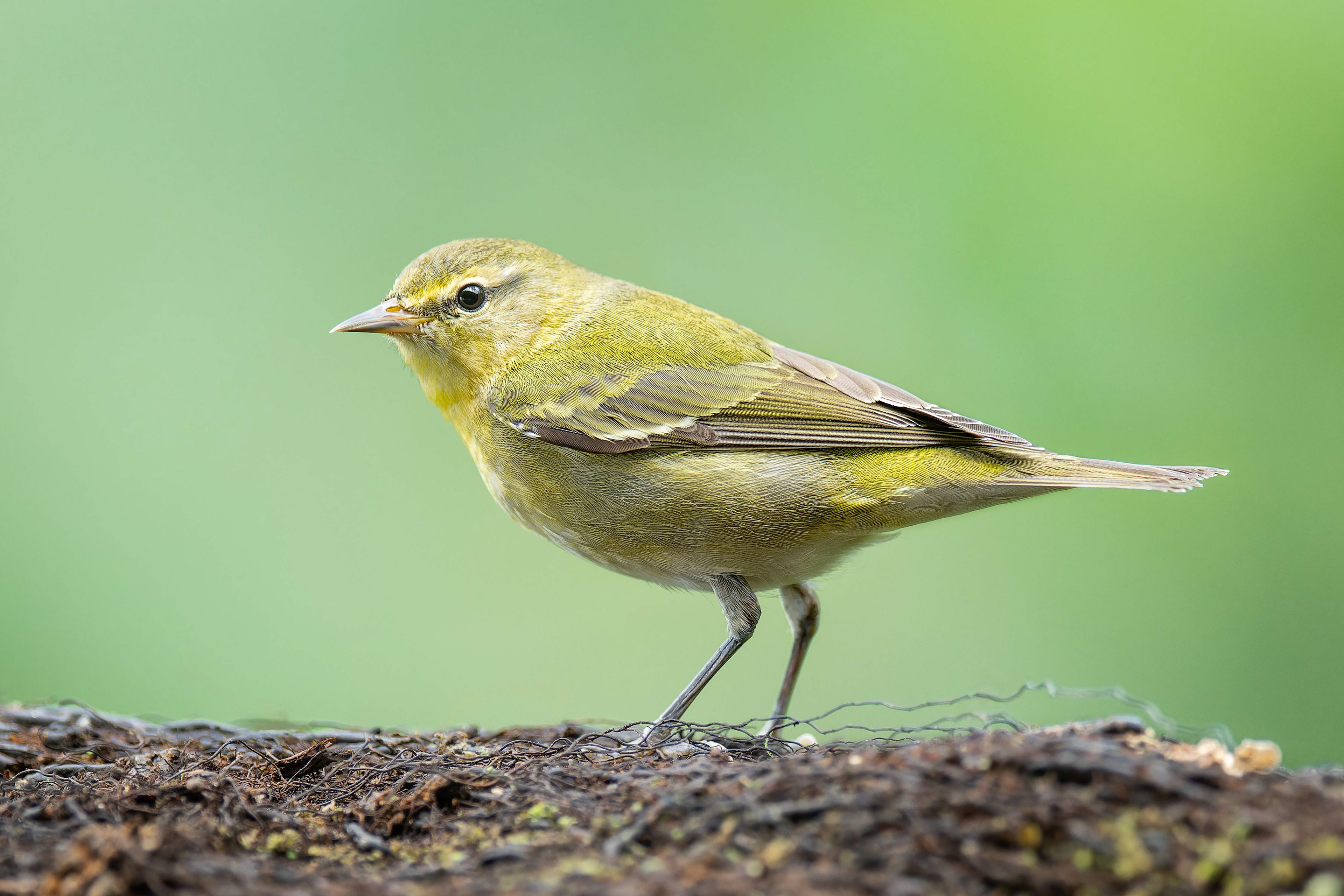 Tennessee Warbler (Savegre, Costa Rica)