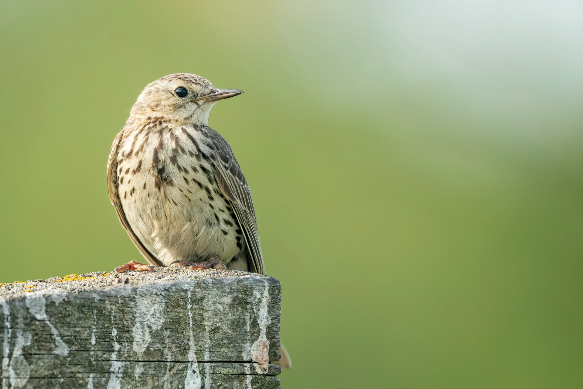 Meadow Pipit (Raisio, Finland)