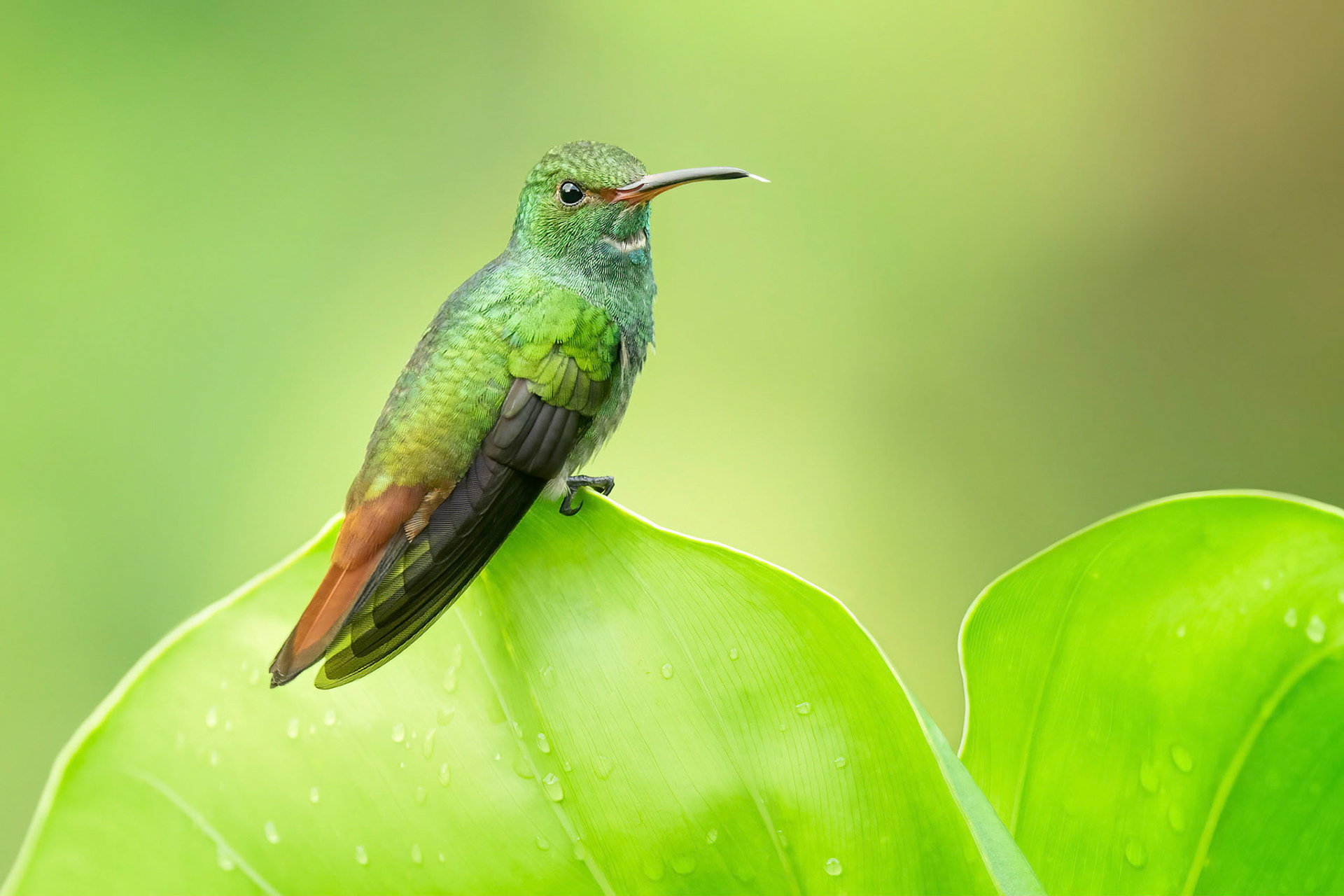 Rufous-tailed Hummingbird (Arenal, Costa Rica)