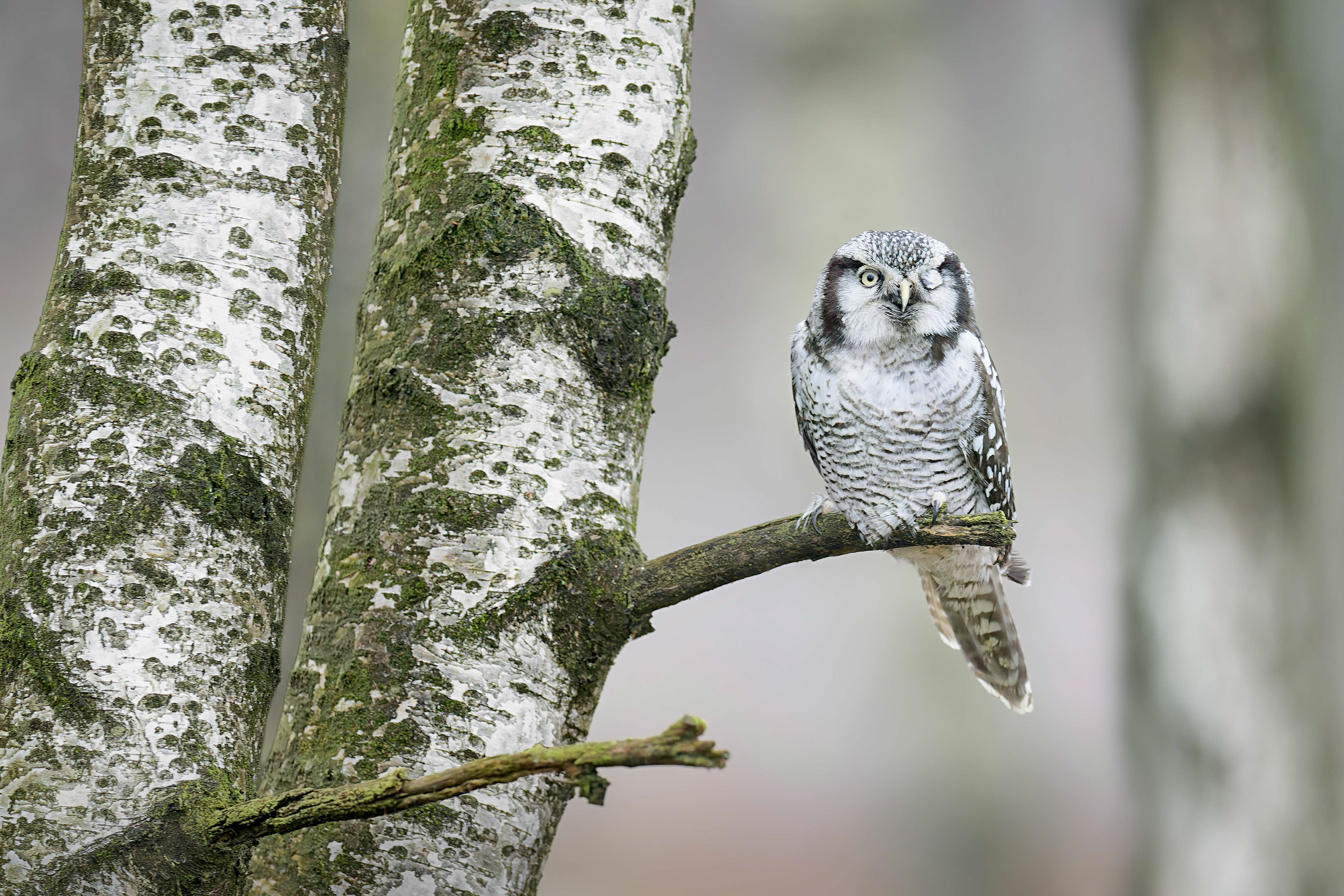 Northern Hawk-owl (bird in human care, Hlinsko, Czech Republic)