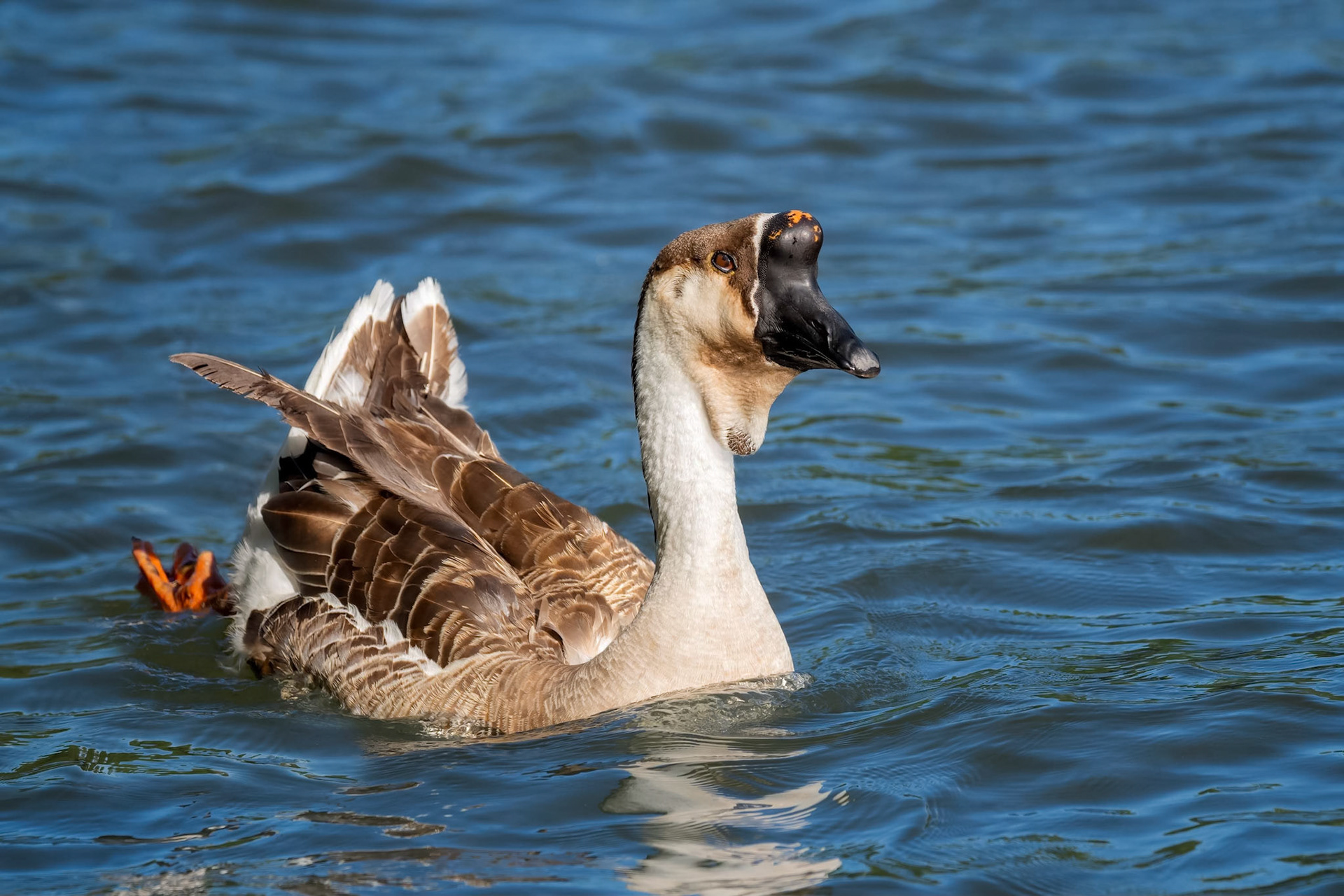 Chinese Goose (Briñas, Spain)