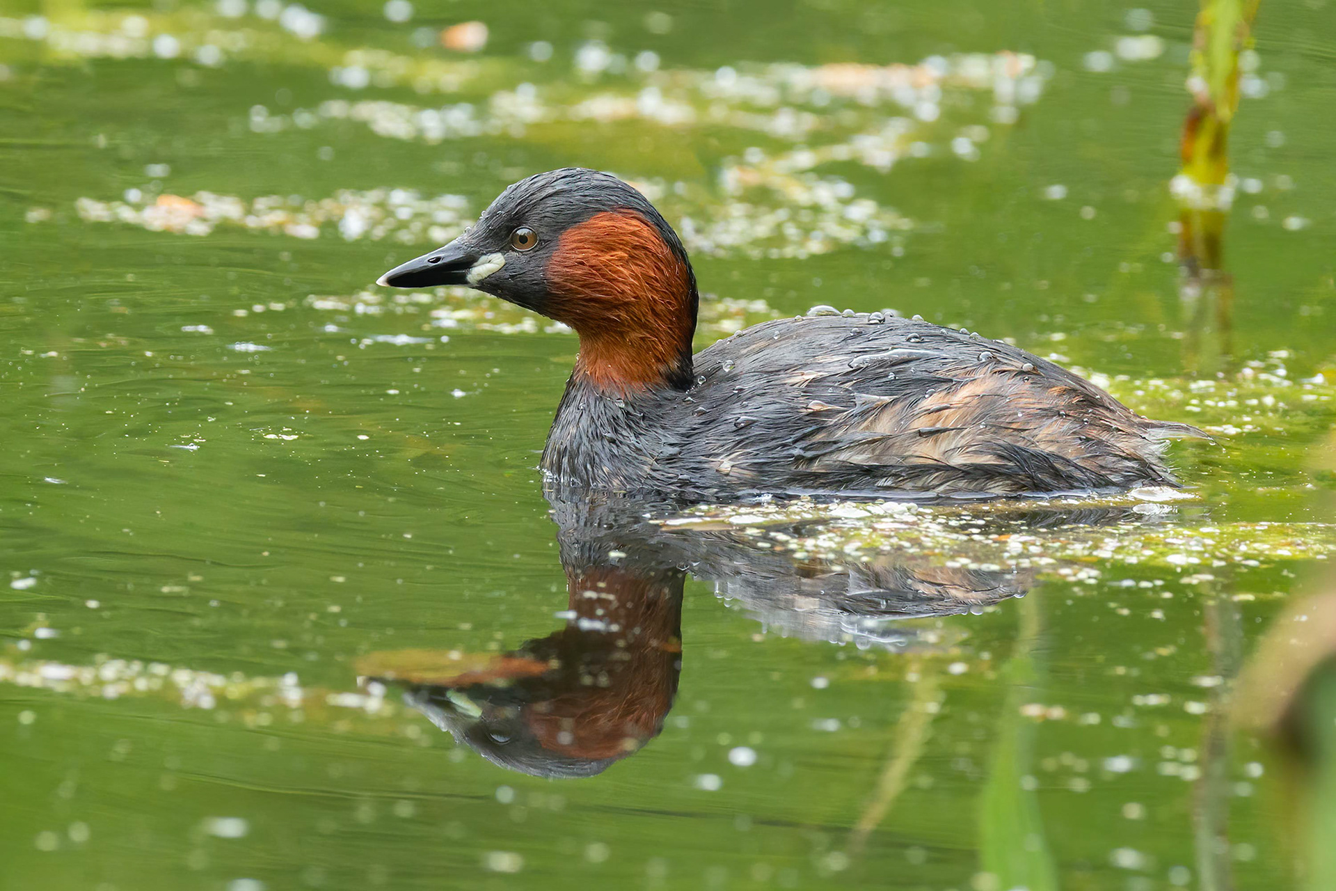 bird, little grebe, Brussels, Belgium