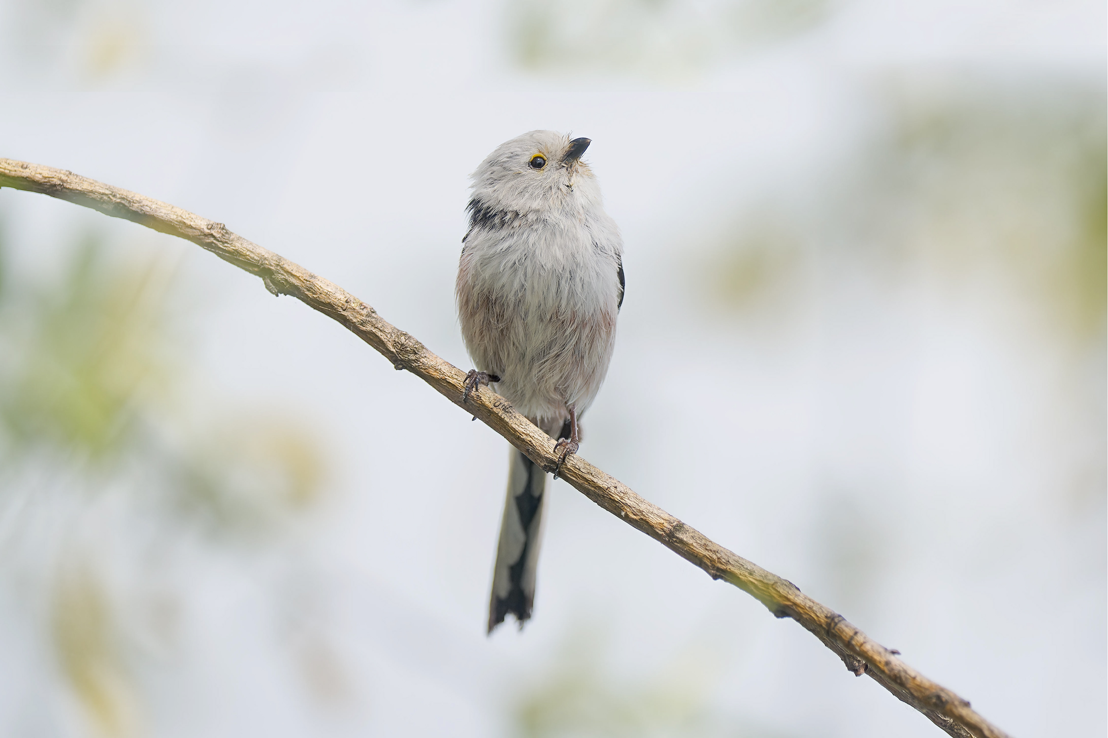 Long-tailed Tit (Olomouc, Czech Republic)