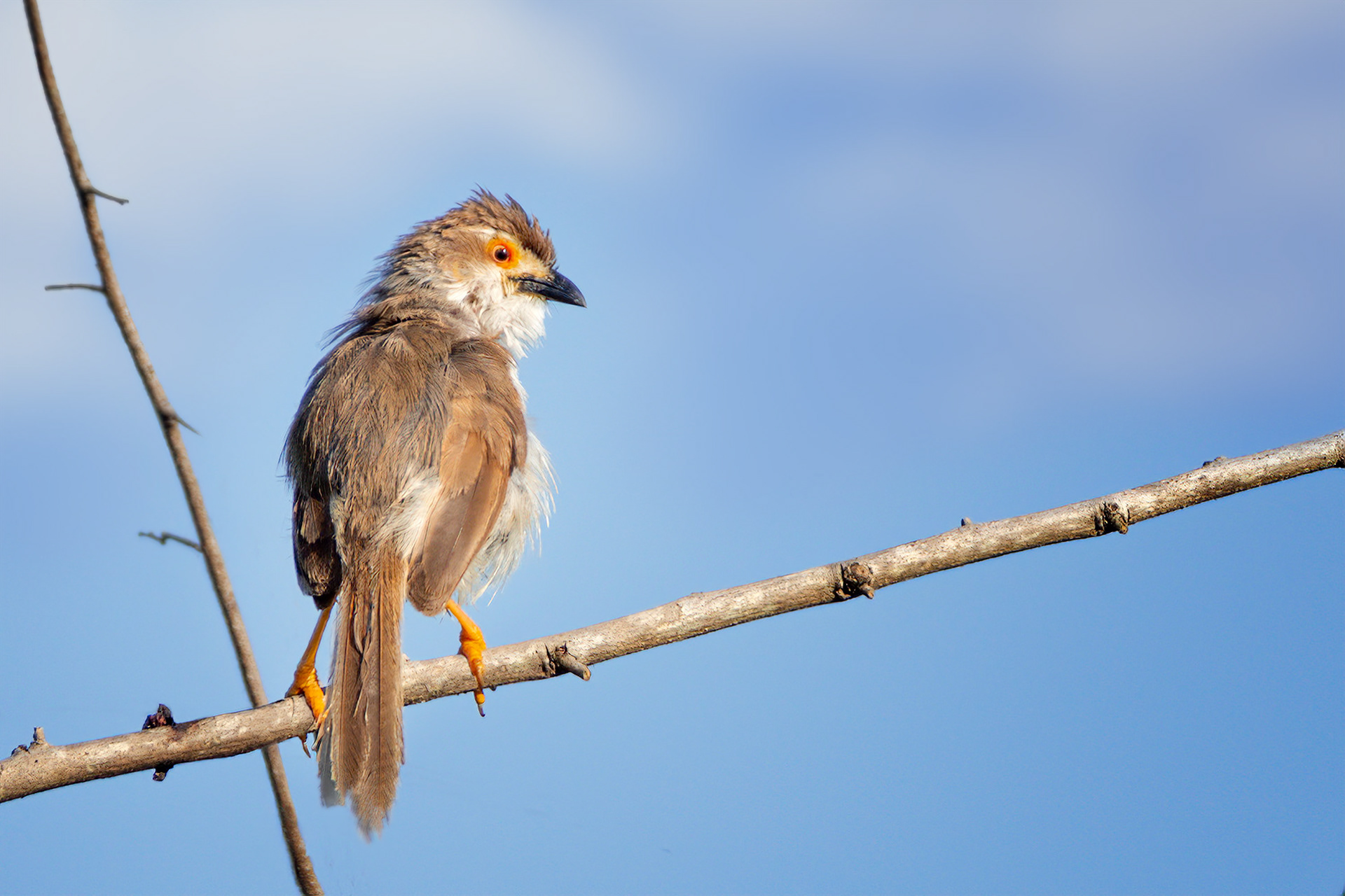 bird, yellow-billed babbler, sri lanka