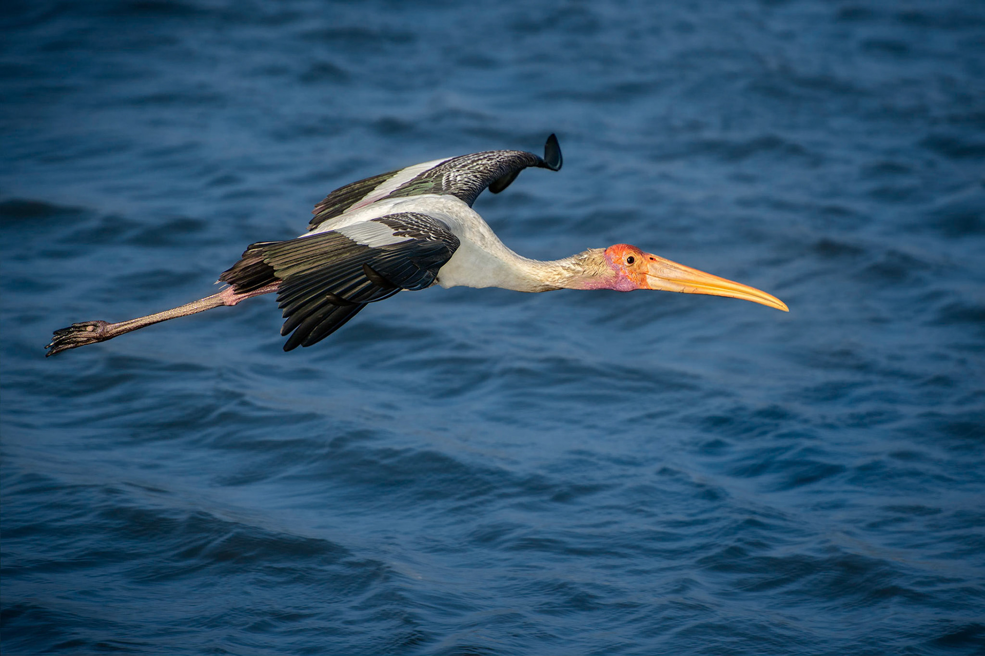 Painted Stork (Bundala, Sri Lanka)