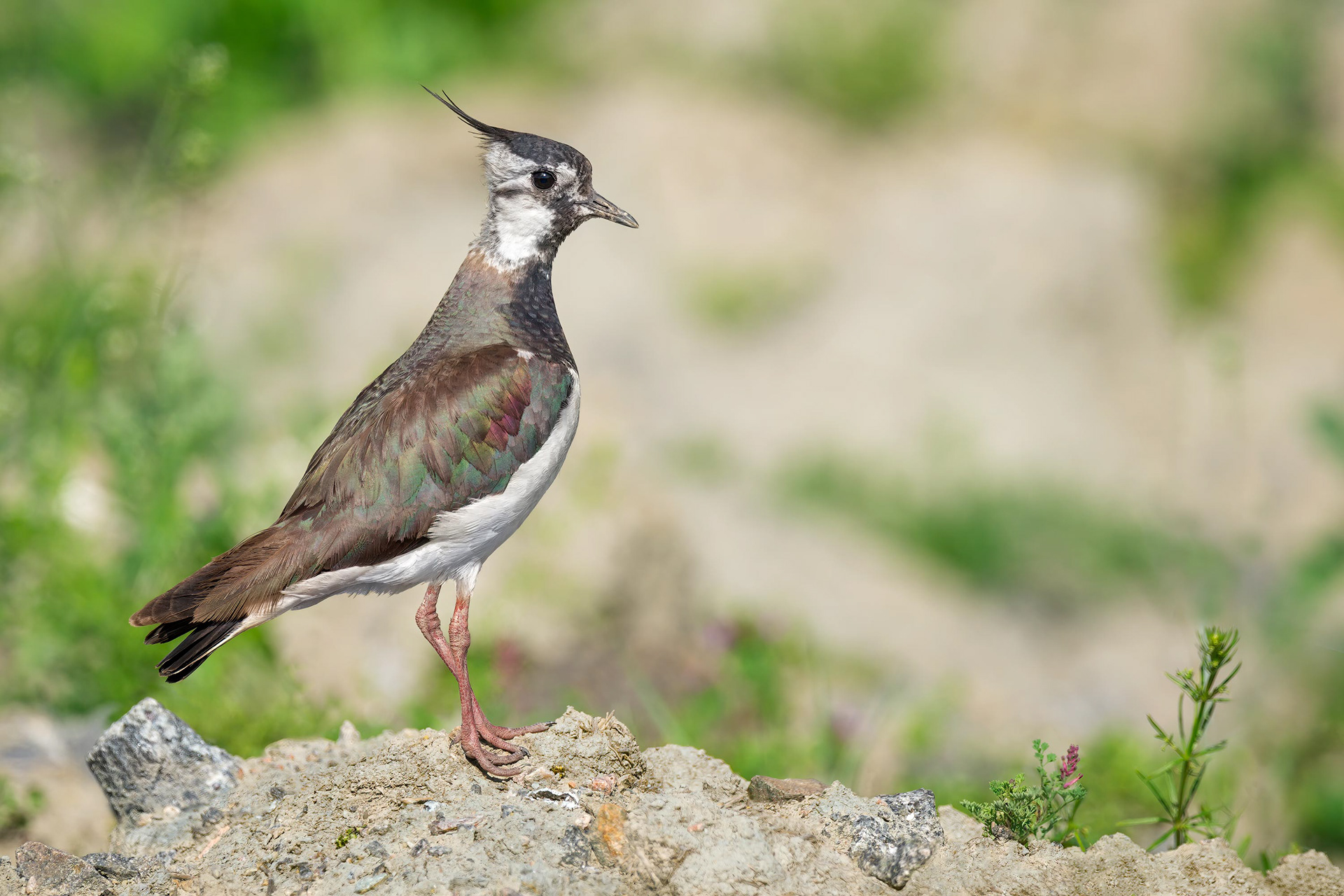 bird, northern lapwing, Masku, Finland