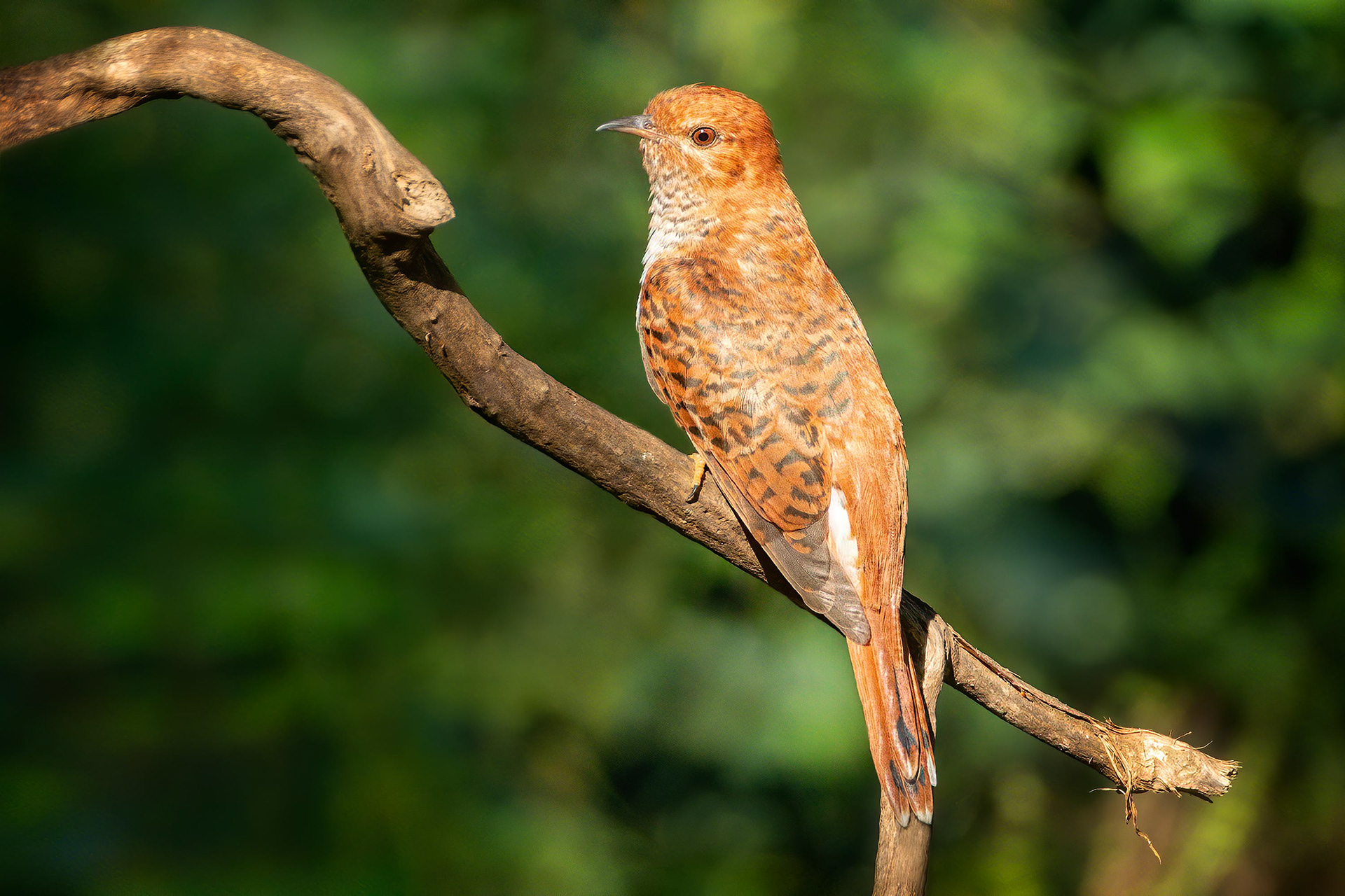 bird, gray-bellied cuckoo, Udawalawa, Sri Lanka