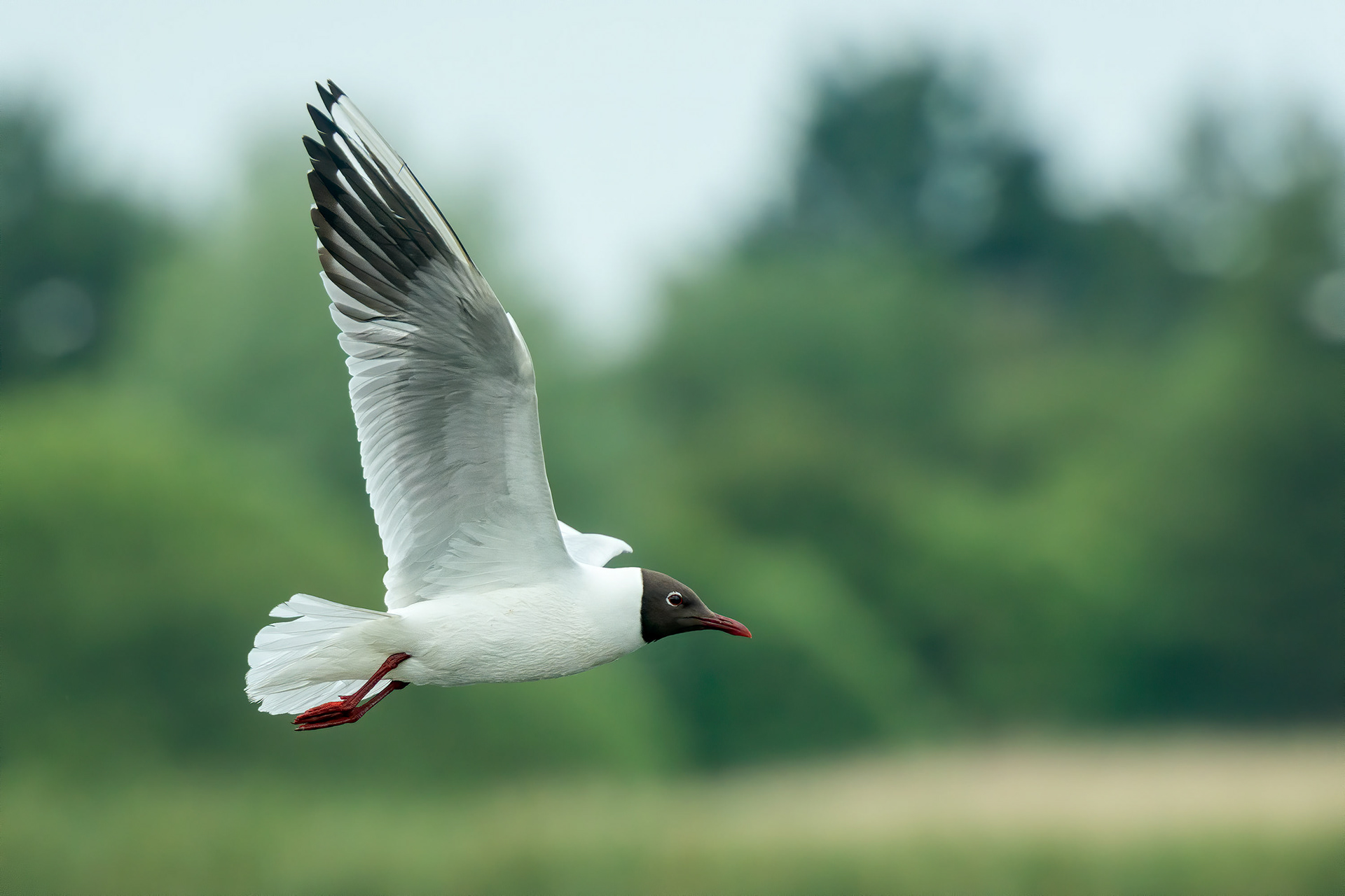 bird, black-headed gull, Saint Valery sur Somme, France
