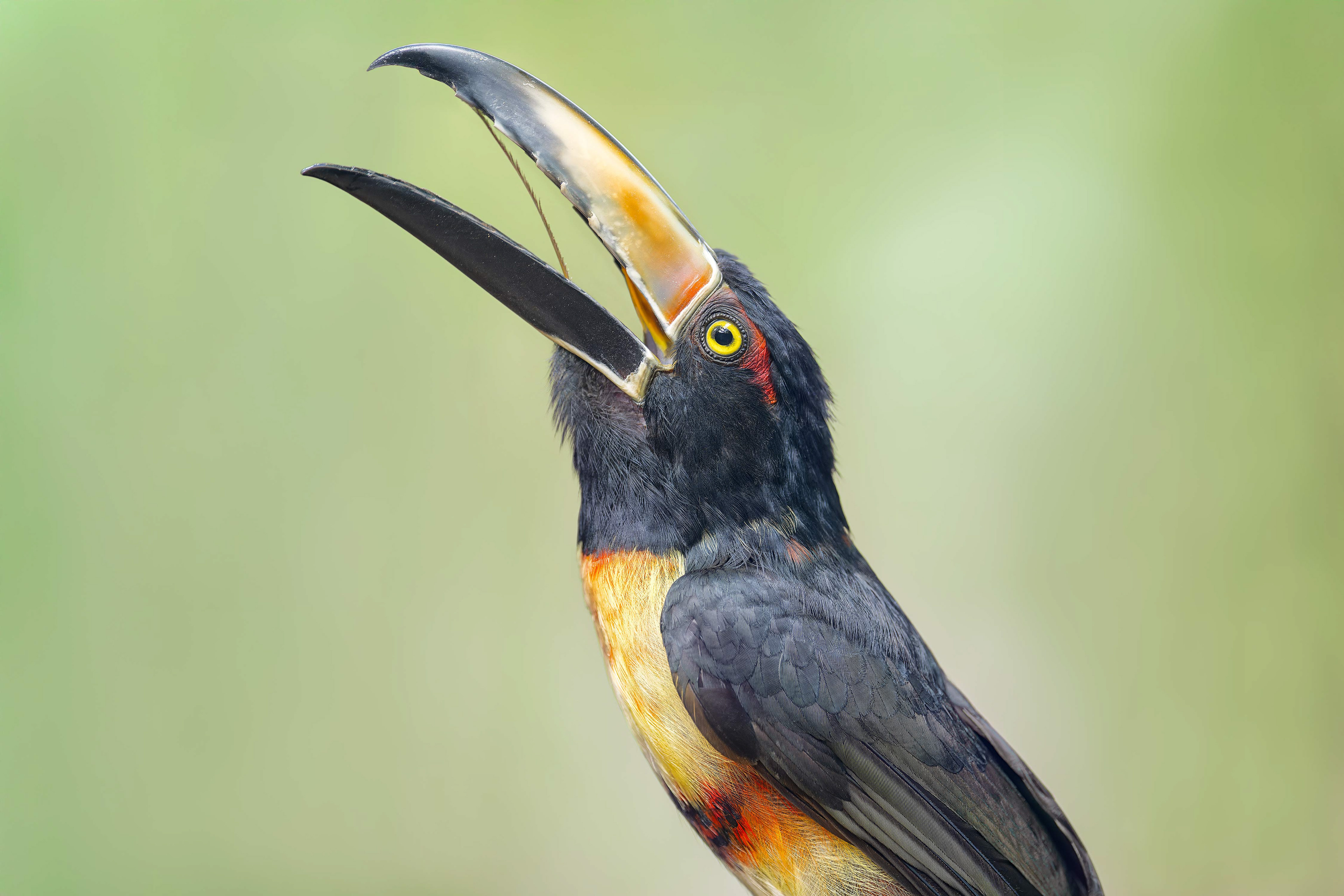 Collared Aracari (Boca Tapada, Costa Rica)